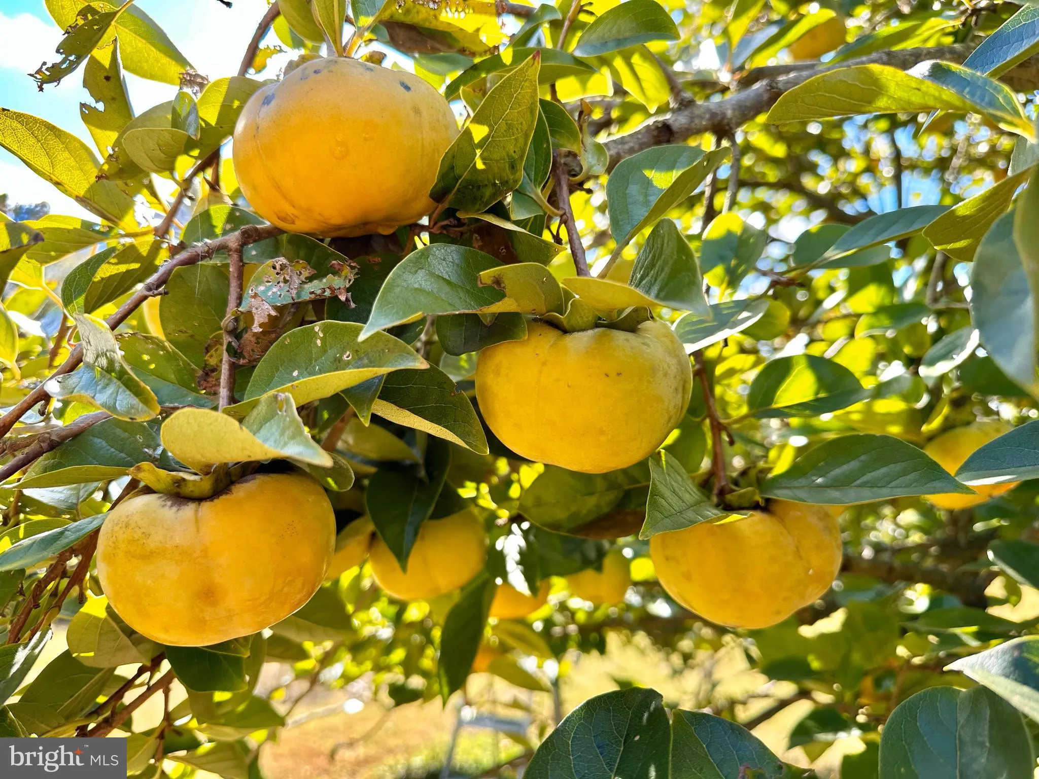 Lewes, Delaware 19958, United States, 4 Bedrooms Bedrooms, ,3 BathroomsBathrooms,Residential,Active,114525