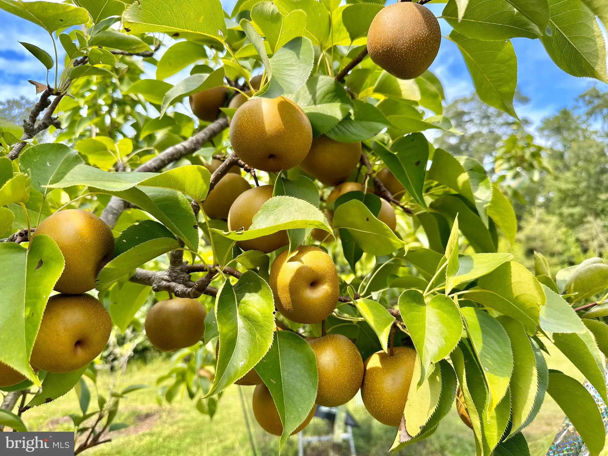 Lewes, Delaware 19958, United States, 4 Bedrooms Bedrooms, ,3 BathroomsBathrooms,Residential,Active,114525