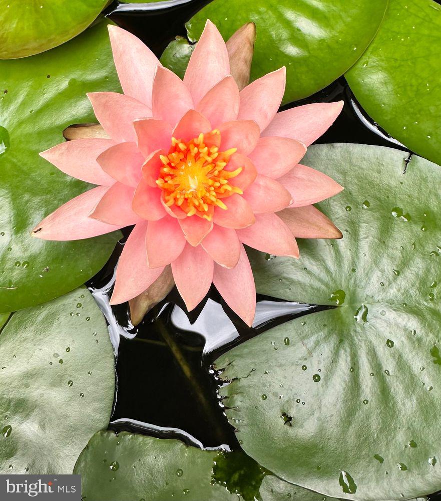 KENWOOD PARK - Residential