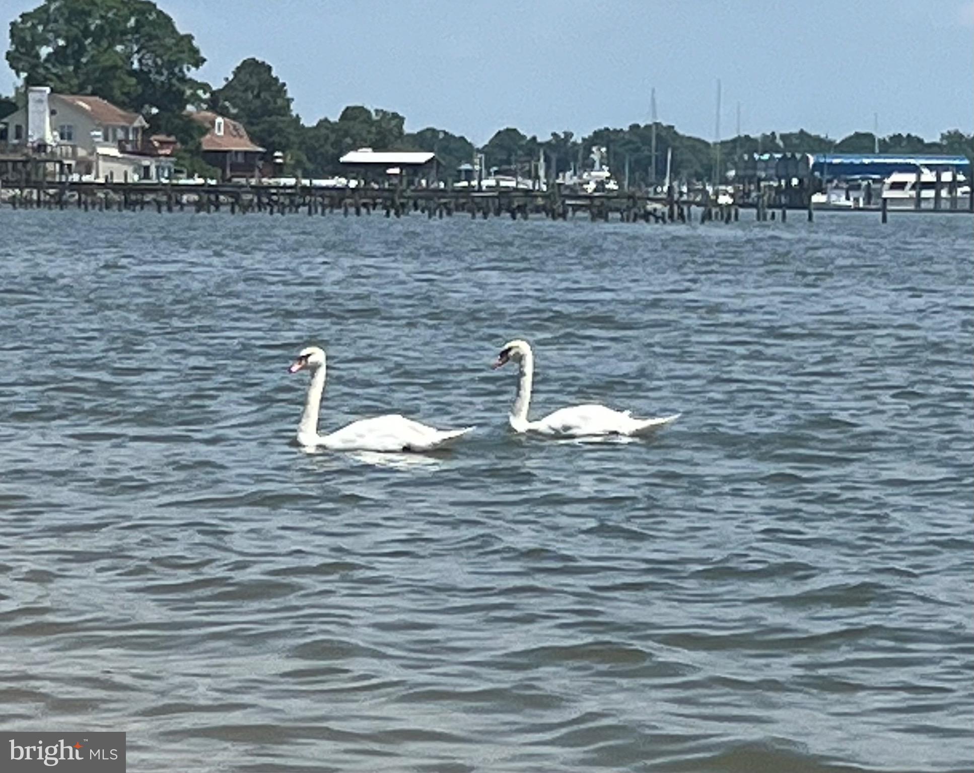 POTOMAC SHORES - Residential