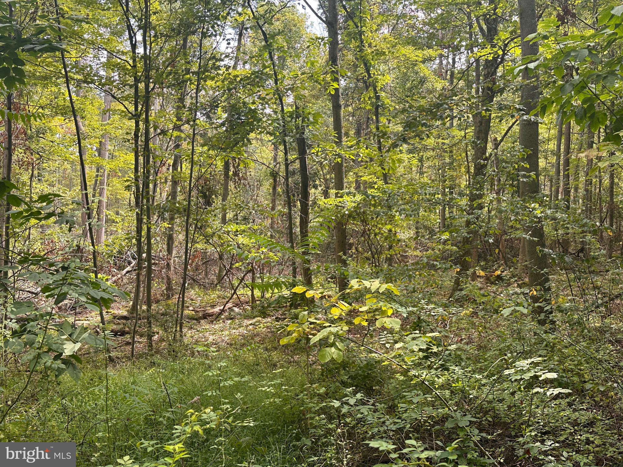 LEVEL TO GENTLE ROLLING LAND. ALL PRIME WOODLAND WITH E-Z ACCESS & LOW MAINTENANCE. CITY WATER NEARBY ALL SITES. STREAM ON BACK SIDE, BEAUTIFUL LOT LOCATED WITHIN 3 MILES OF JENNINGS RANDOLPH LAKE & RECREATION AMENITIES INCLUDE THE FOLLOWING: PUBLIC BOAT LAUNCH, NEW SWIMMING BEACH, SCENIC OVERLOOK, 2 NATURE TRAILS, PICNIC PAVILIONS, PUBLIC CAMPGROUND, 6,000 ACRE PUBLIC HUNTING LAND, BARNUM WHITEWATER PARK, TROPHY (TROUT) FISHING ON NORTH BRANCH OF POTOMAC RIVER. CLOSE TO DEEP CREEK LAKE AND CANAAN VALLEY SKI RESORT. NATURE IS CALLING!