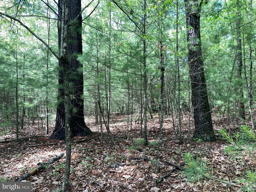 Beautiful Level Wooded Building Lot – Ready for Your Dream Home!

Discover the perfect place to build your dream home on this beautiful level wooded lot offering privacy, natural beauty, and endless possibilities. Nestled in a peaceful setting with mature trees and plenty of room to design your ideal retreat, this property combines the serenity of country living with convenient access to nearby amenities.

✔ Level, buildable lot
✔ Gorgeous mature hardwoods
✔ Private and peaceful setting
✔ Ideal for custom home or weekend getaway
✔ Easy access to utilities and fronts on the cul de sac
✔ Plenty of space for outdoor living and recreation

Whether you're looking to build now or invest for the future, this property is a rare opportunity to own a beautiful piece of land in a desirable location.

Bring your builder and your vision — this lot is ready for you!

Contact for more information or to schedule a showing.