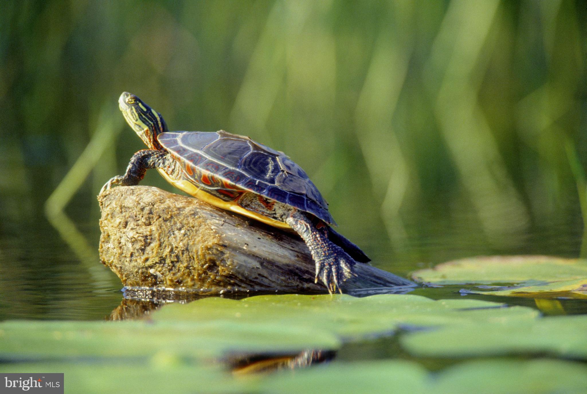 GLEN OAKS - Residential