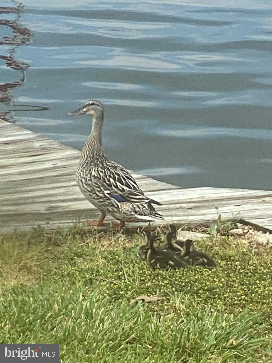 CABBAGE ALLEY - Residential