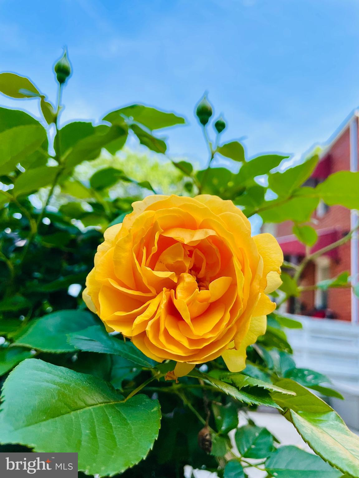 FORT BARNARD HEIGHTS - Residential