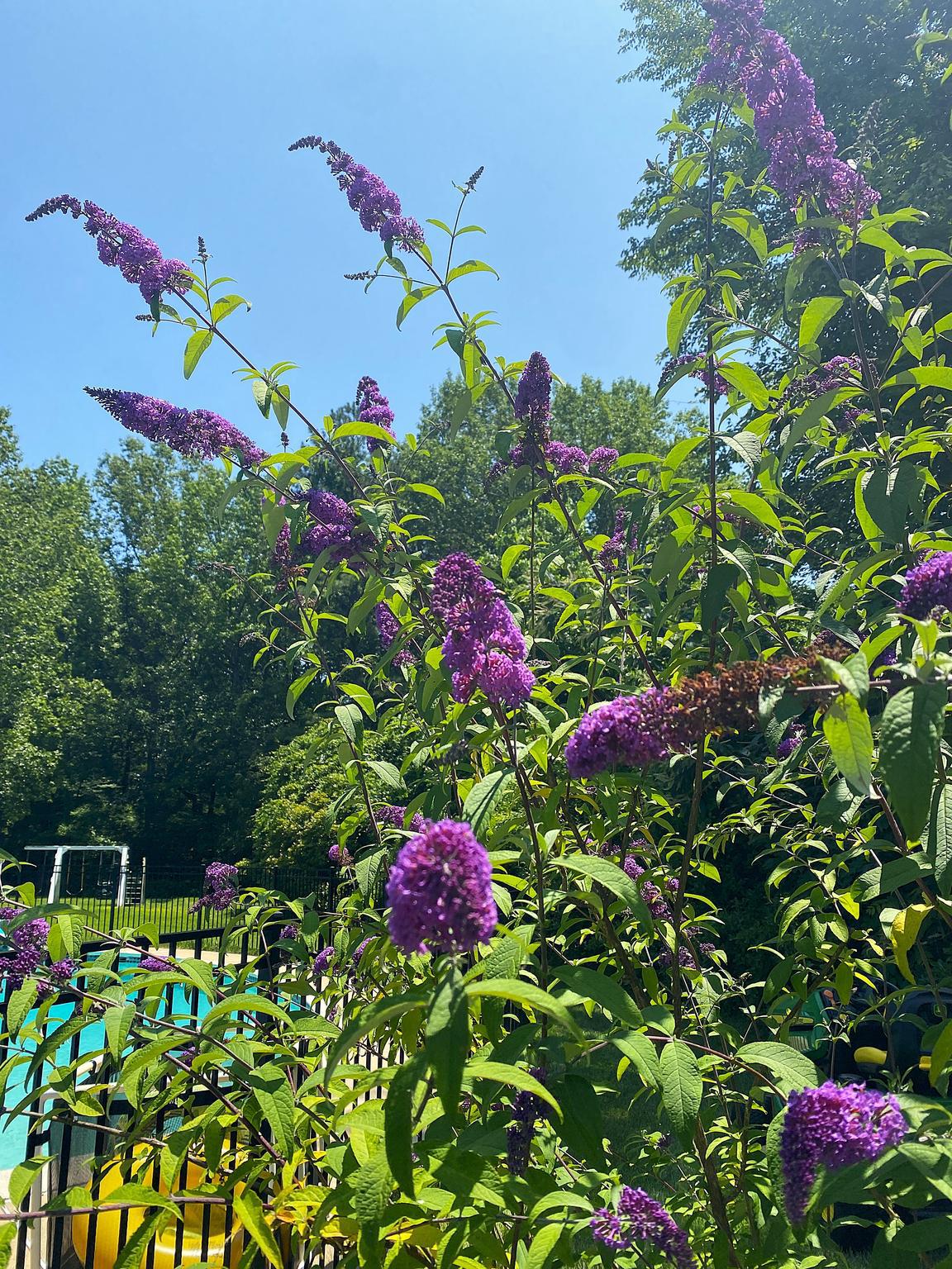 RED HILL - Residential