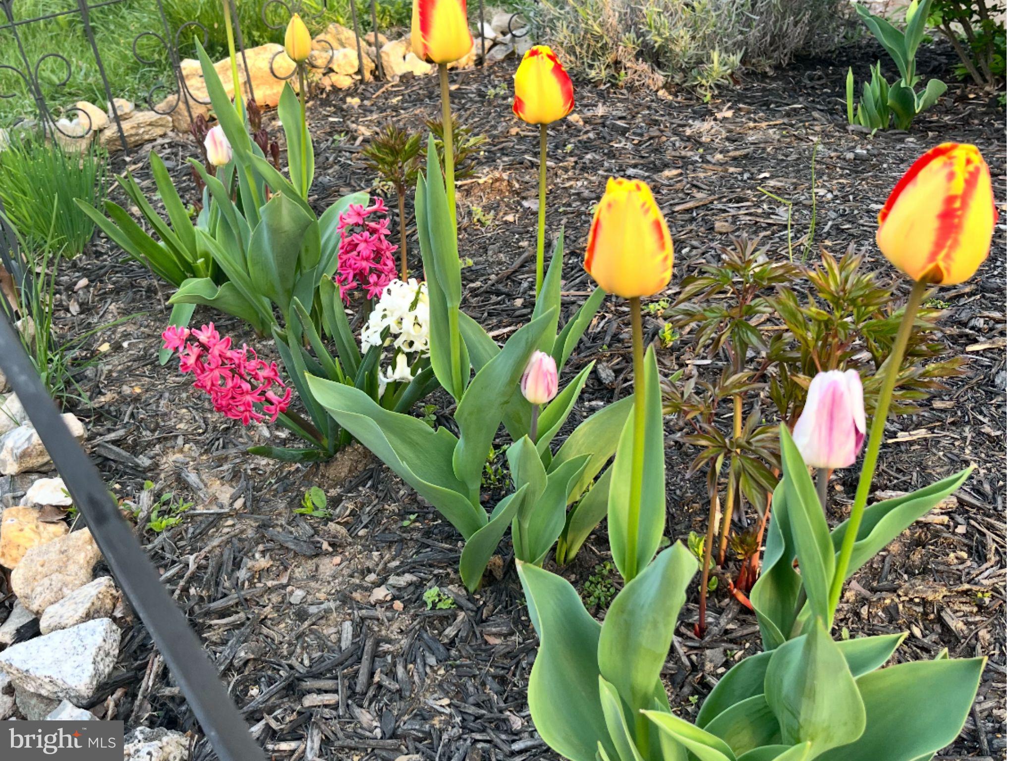 OGONTZ - Residential