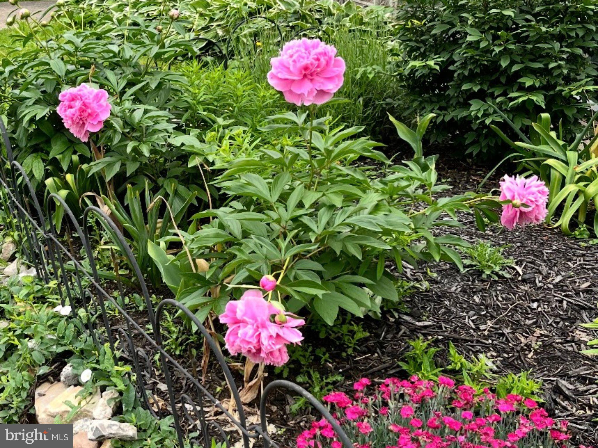 OGONTZ - Residential