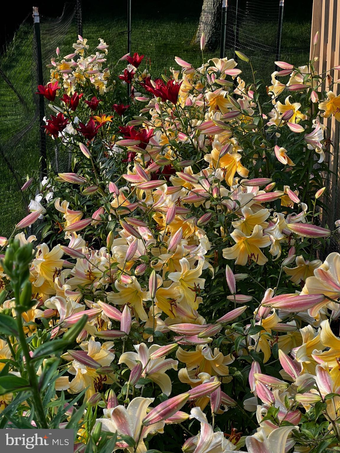 HEARTHSTONE - Residential