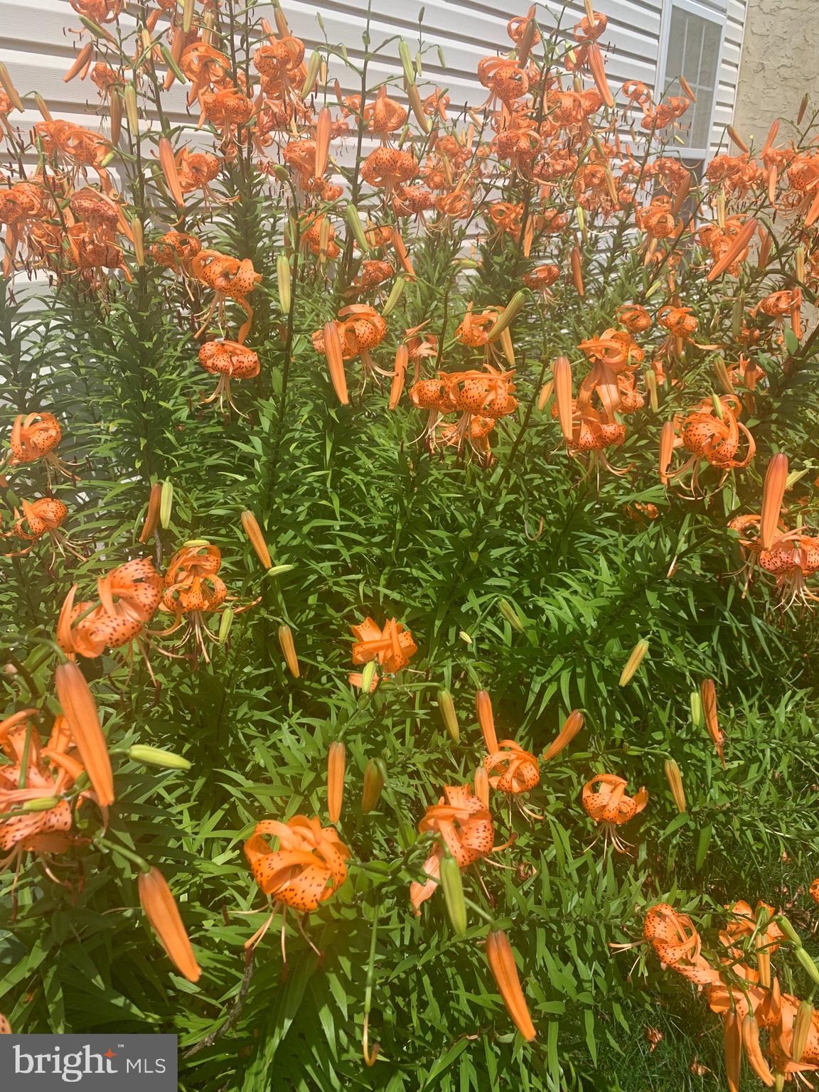 HEARTHSTONE - Residential