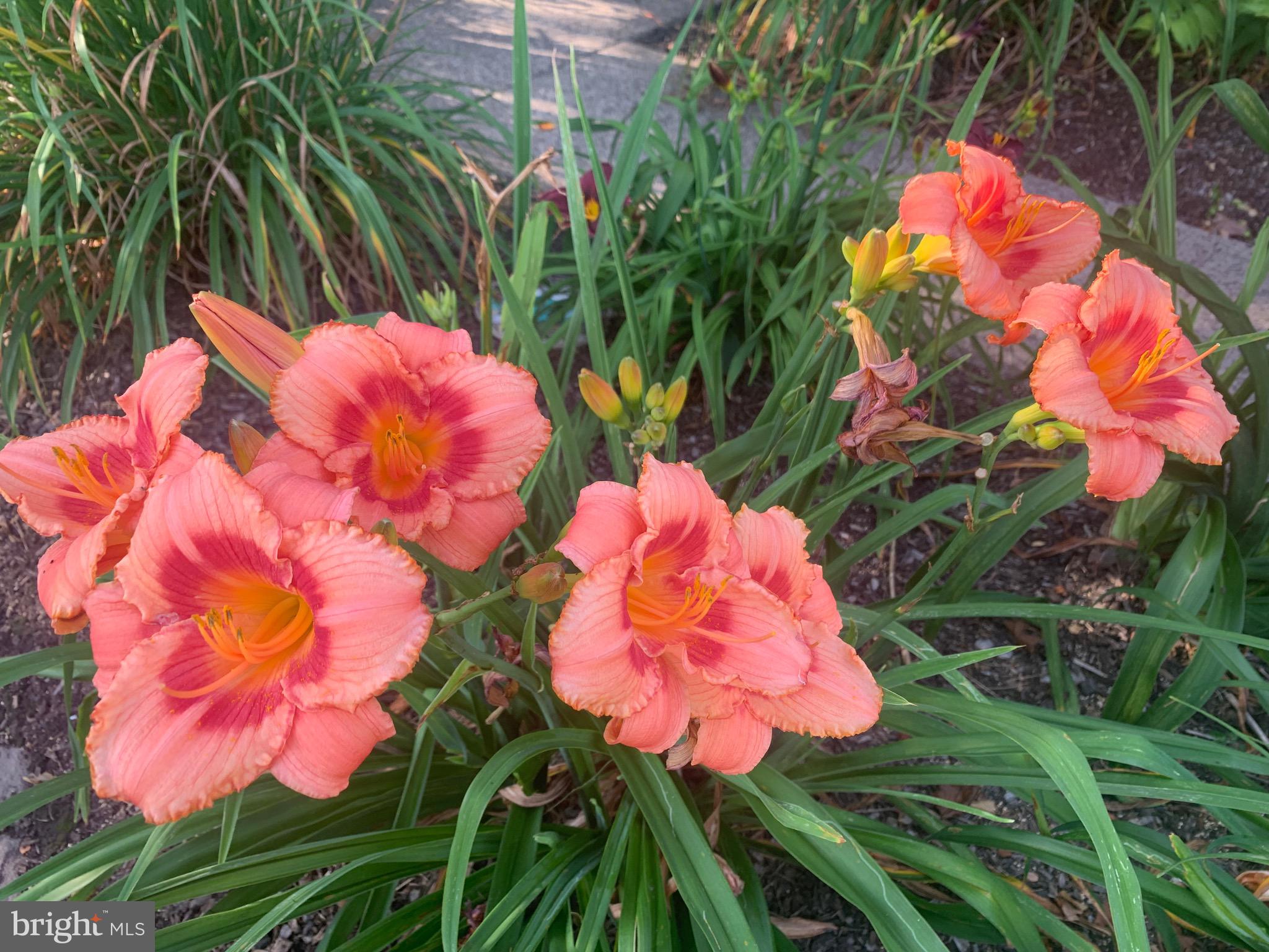 HEARTHSTONE - Residential