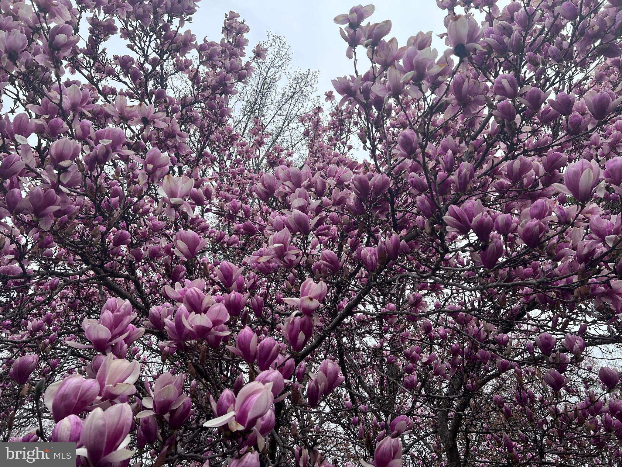 HEARTHSTONE - Residential