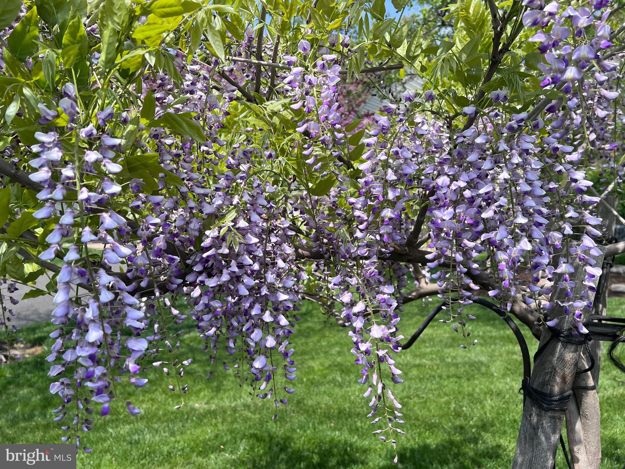 HEARTHSTONE - Residential