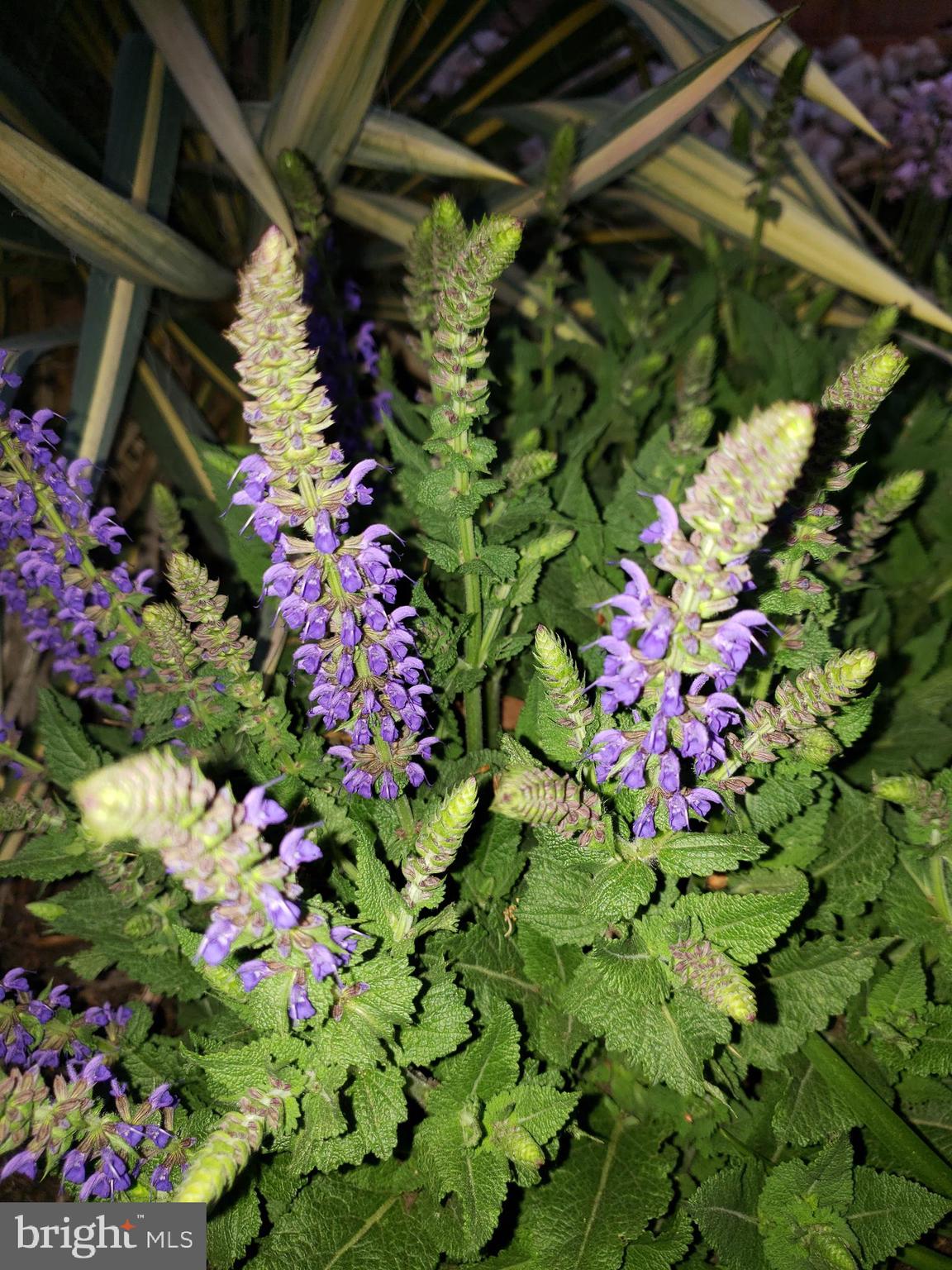 MOUNT VERNON MANOR - Residential