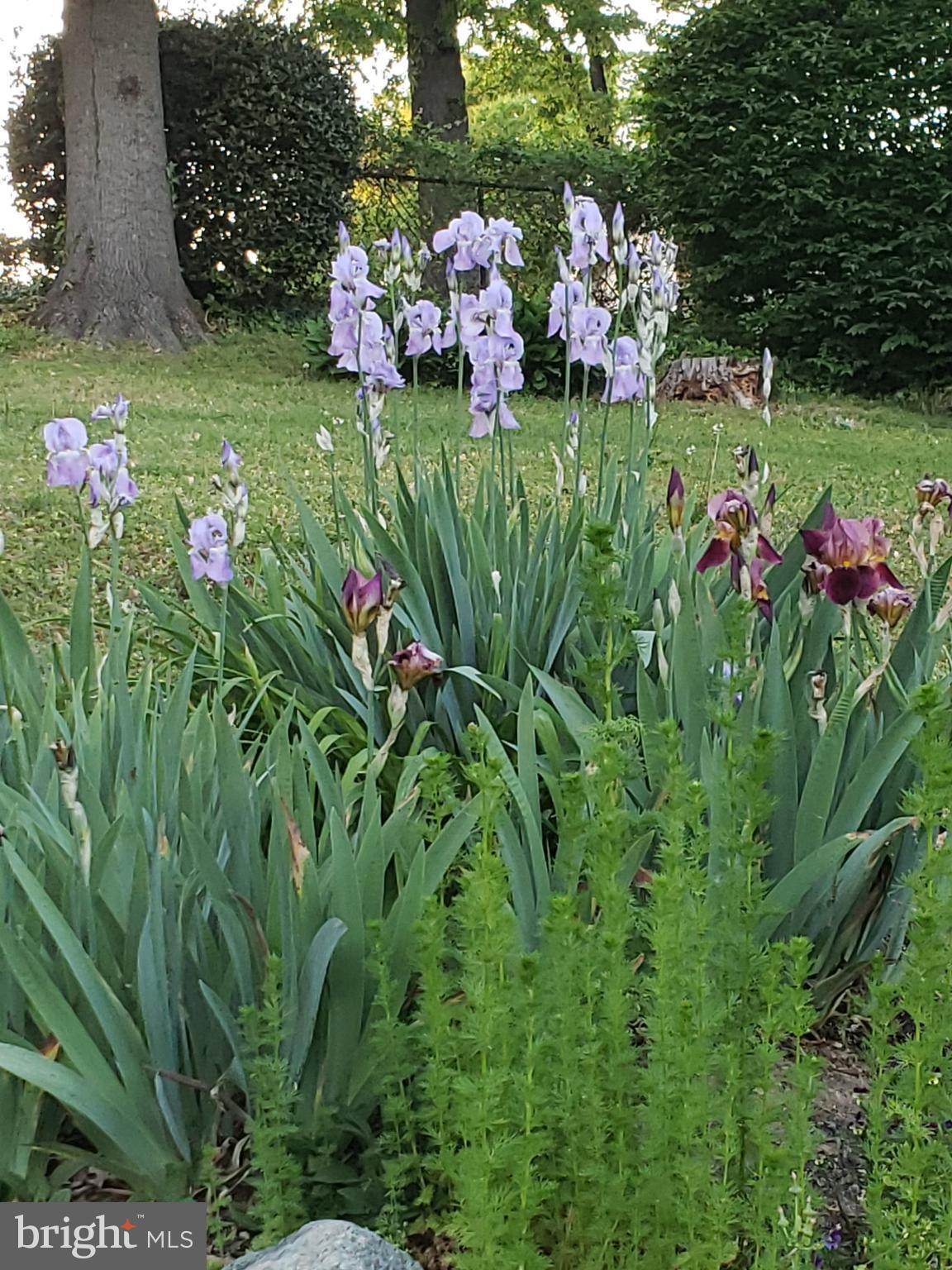 MOUNT VERNON MANOR - Residential