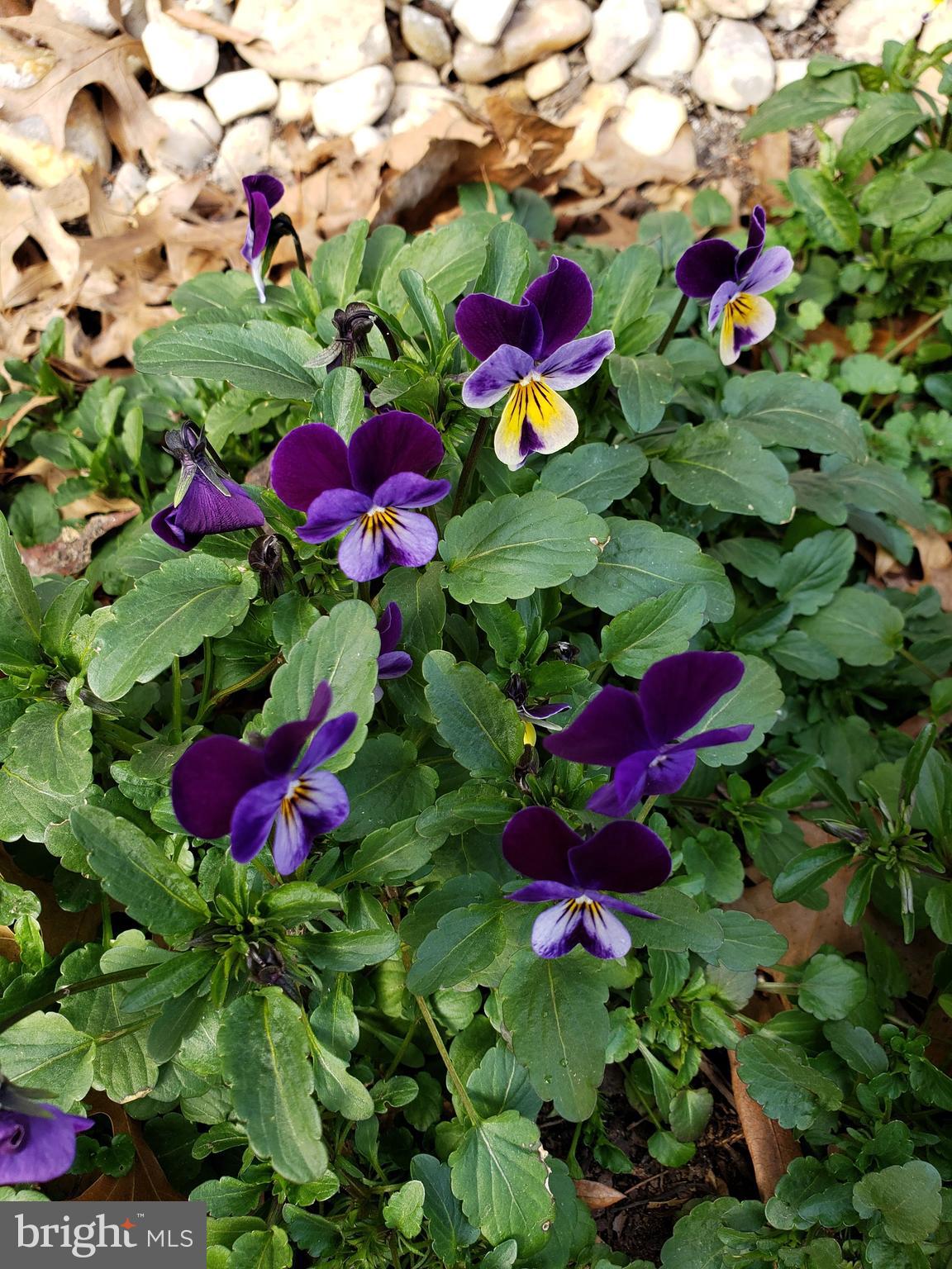 MOUNT VERNON MANOR - Residential