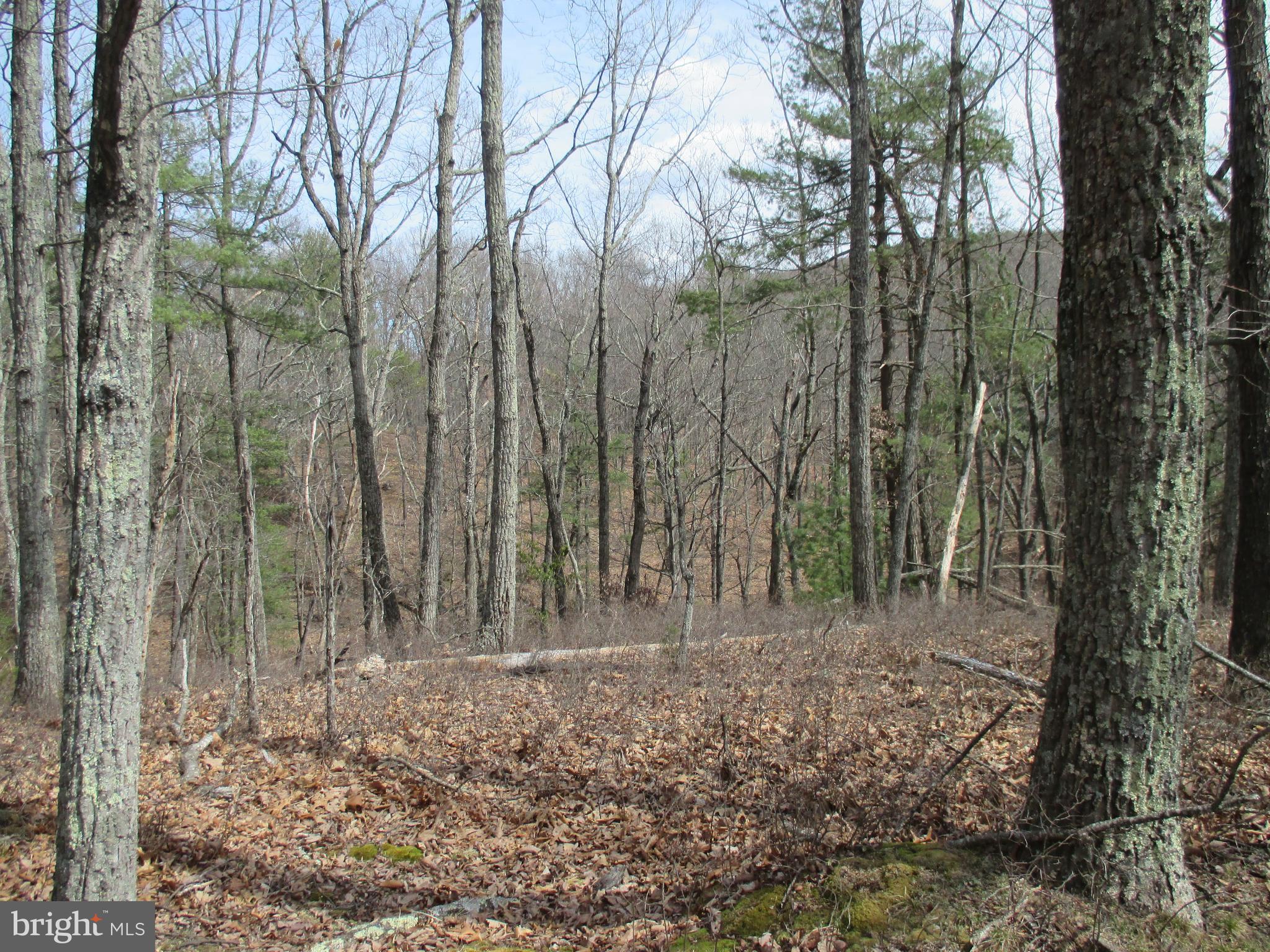 BEAUTIFUL 9.9 ACRE WOODED PARCEL NEAR MATHIAS. SCENIC MOUNTAIN VIEWS FROM THIS END OF ROAD PARCEL. IF YOU ARE LOOKING FOR A GET AWAY PLACE IN WEST VIRGINIA, THIS IS IT CLEARED BUILDING SITE WITH WELL, ELECTRIC, AND SEPTIC . NEAR LOST RIVER STATE PARK AND PUBLIC HUNTING AND FISHING AREAS. MINUTES TO THE VIRGINIA LINE AND 2 HOURS METRO. GREAT LAND AND GREAT PRICE, CALL TIM OR KATANA TODAY!
