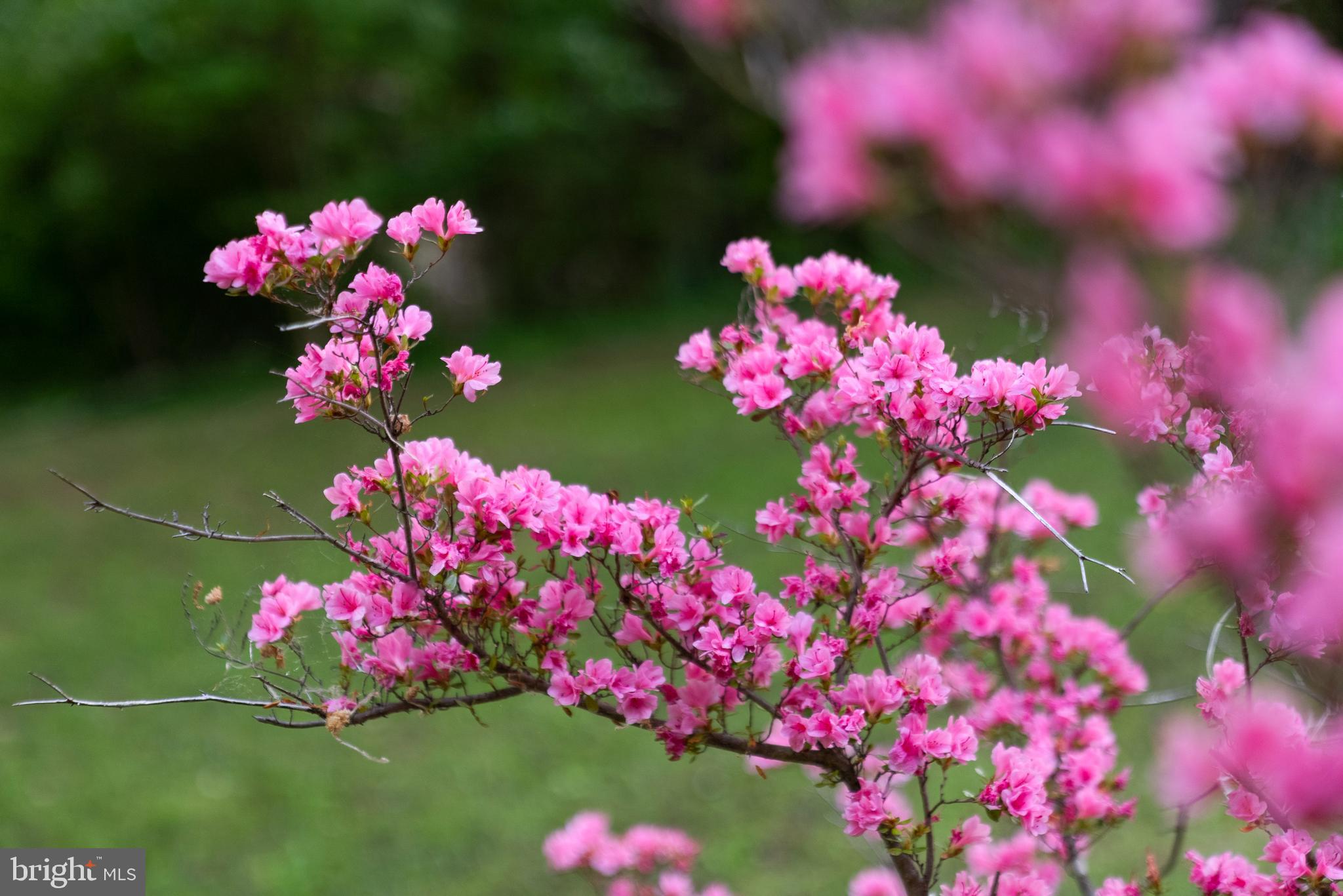 BANNOCKBURN - Residential