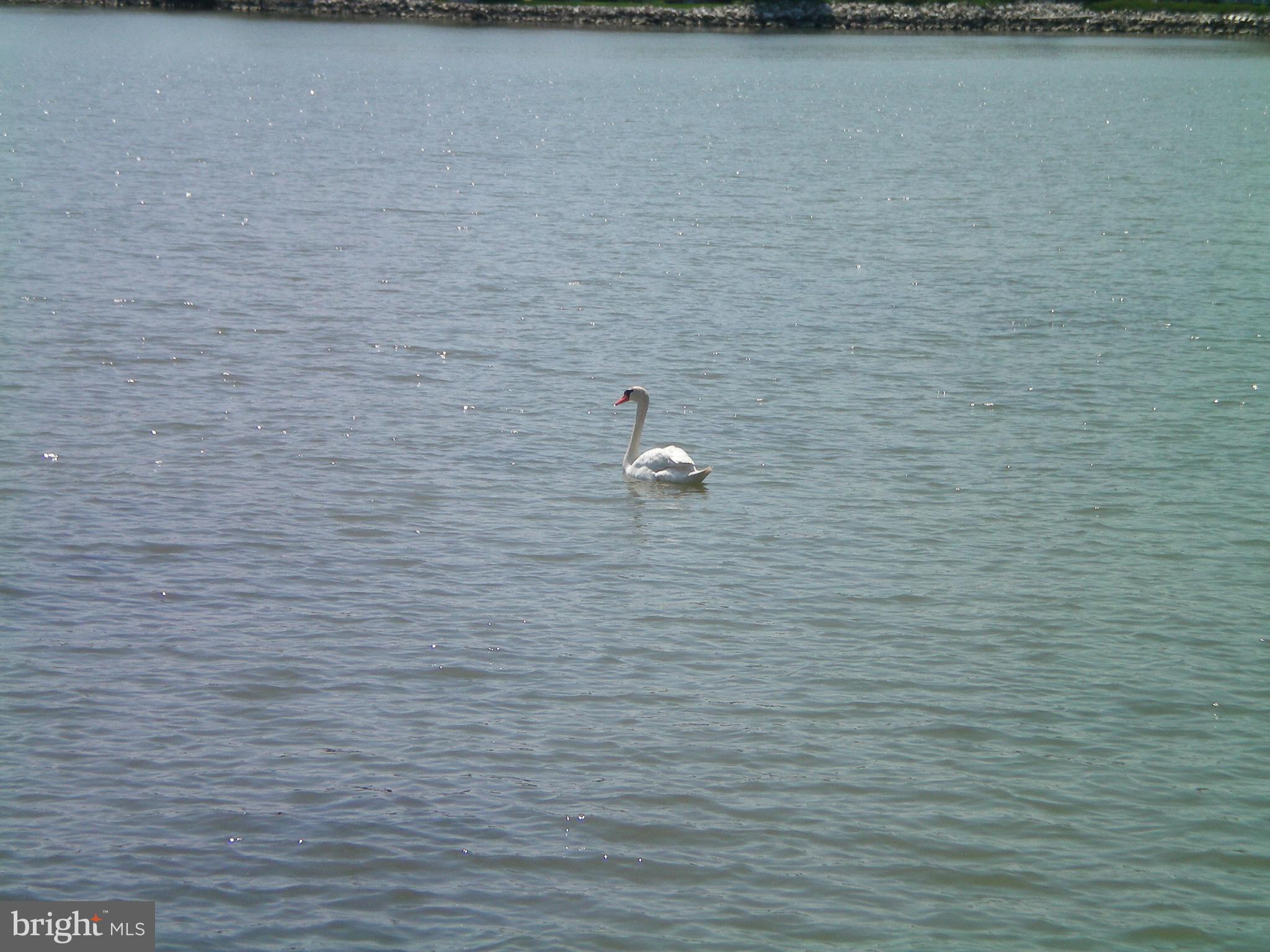 COLUMBIA BEACH - Residential