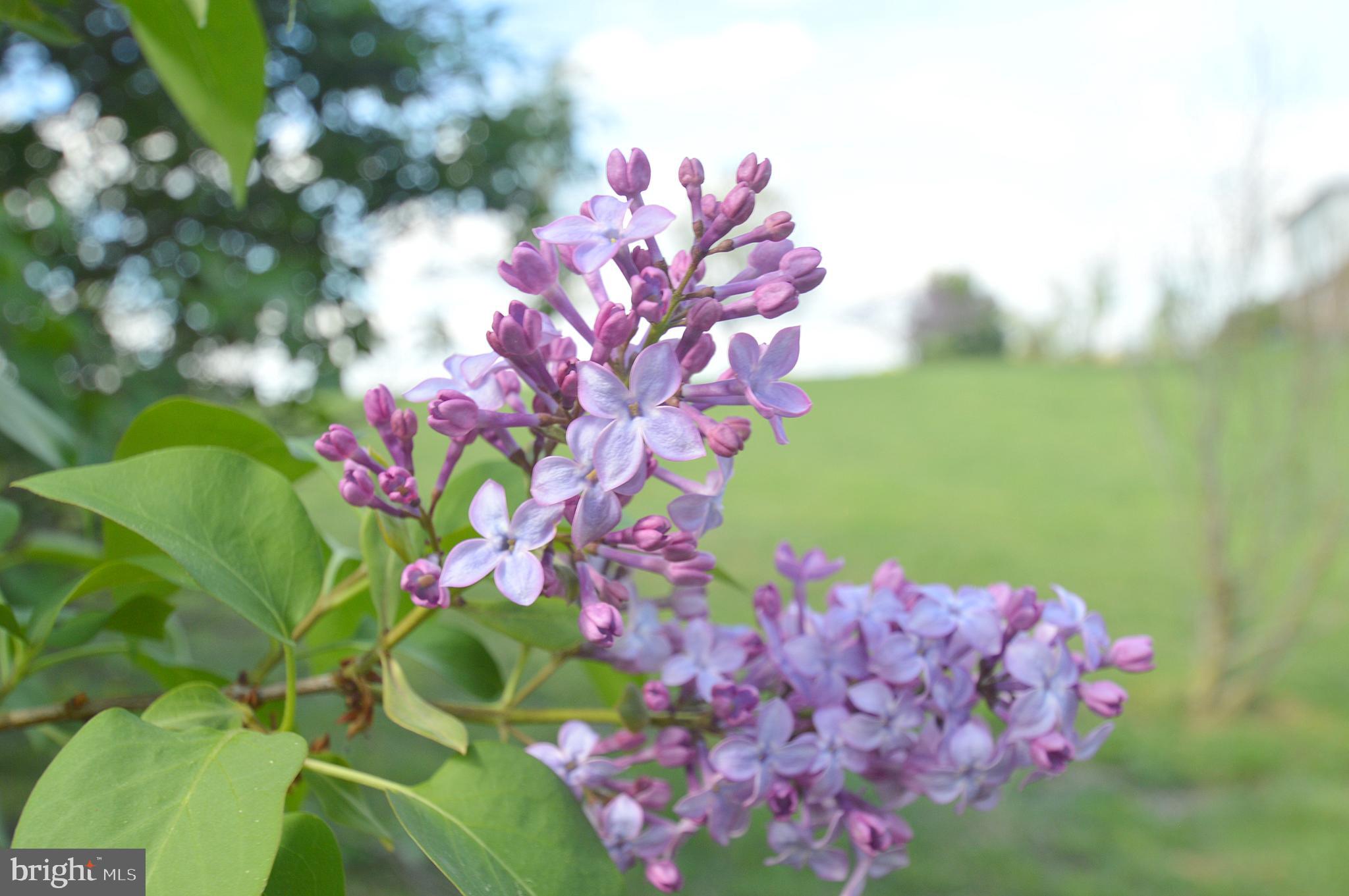 SLEEPY HILL - Residential
