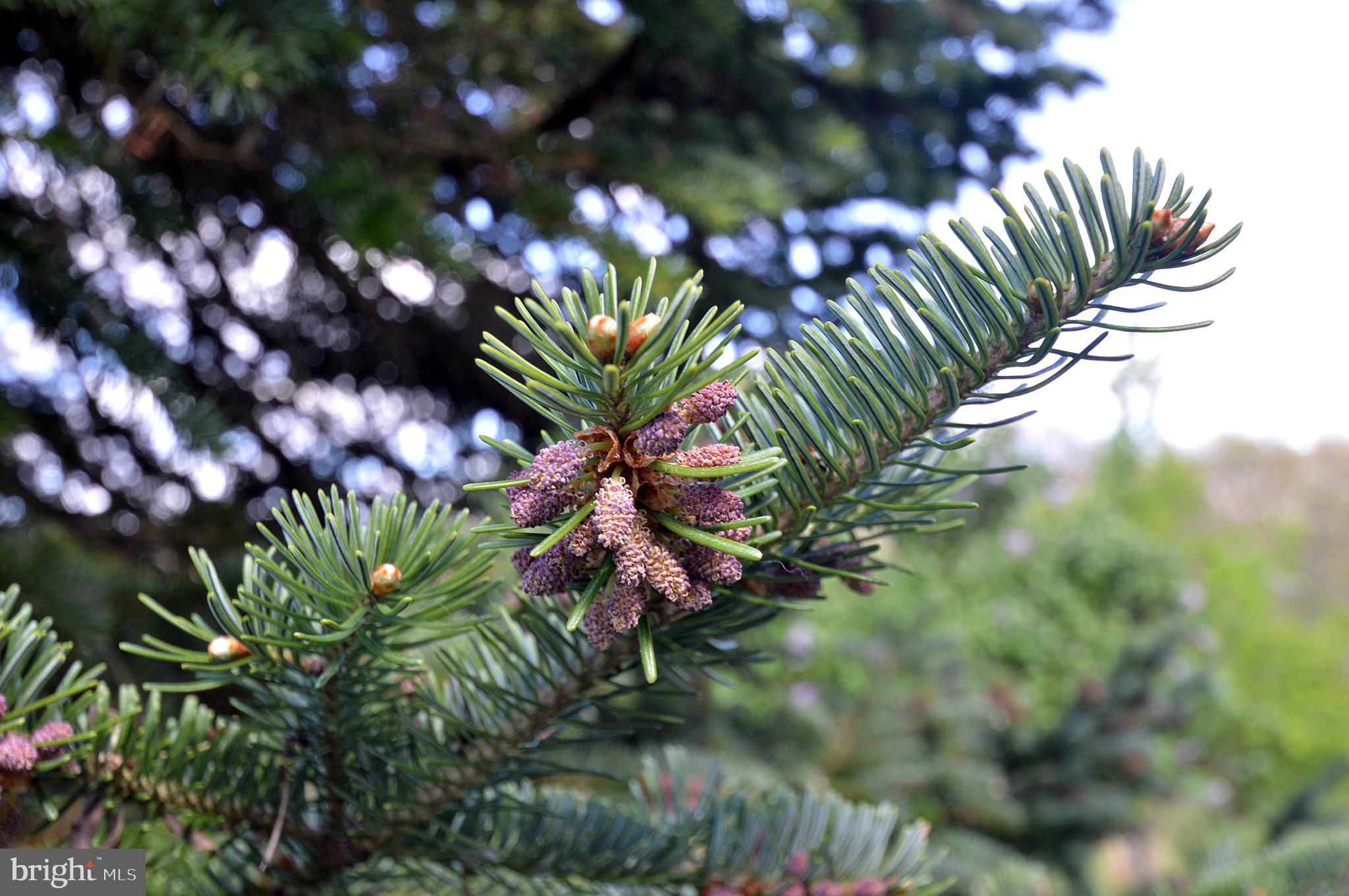 SLEEPY HILL - Residential