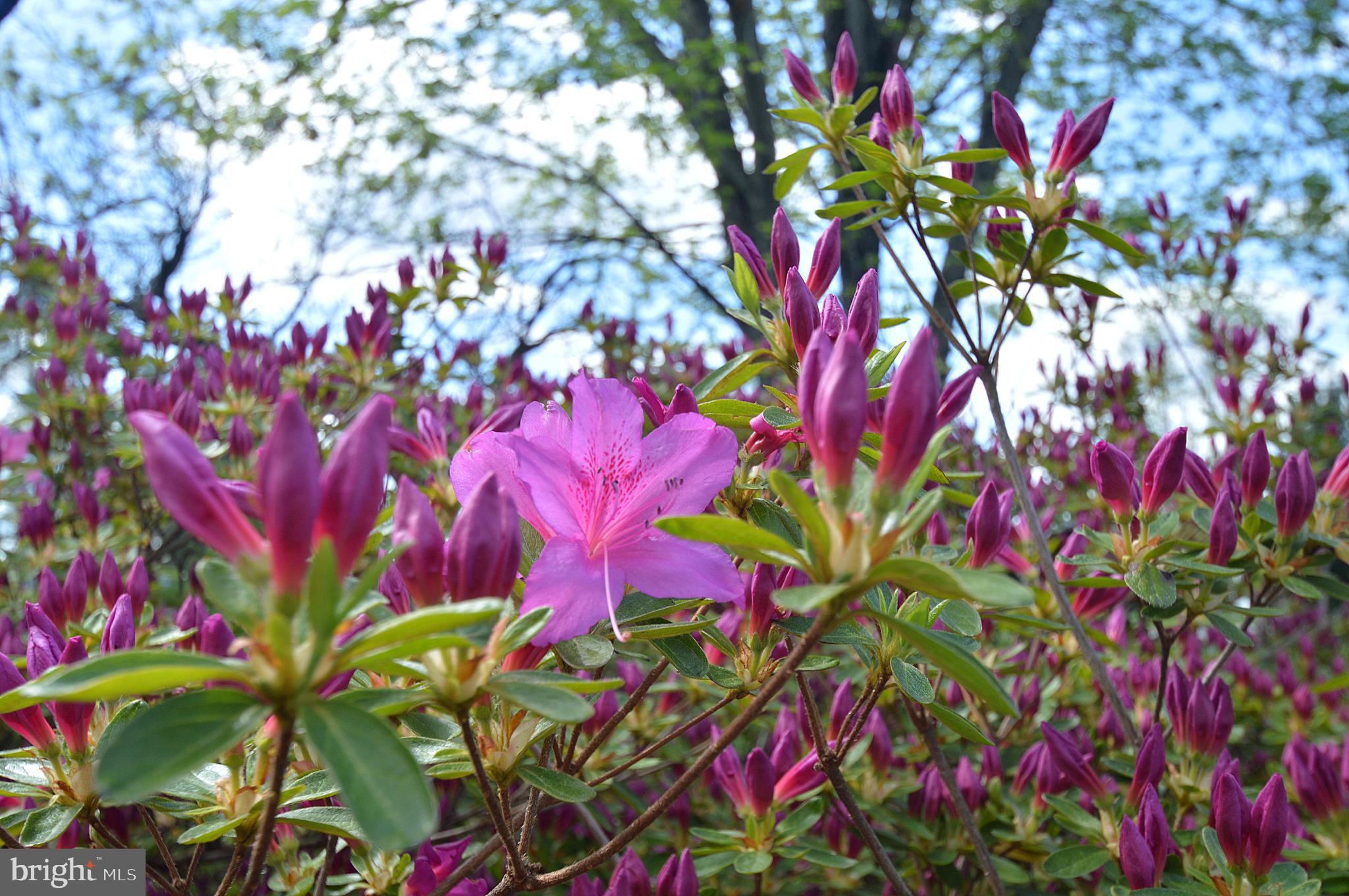 SLEEPY HILL - Residential