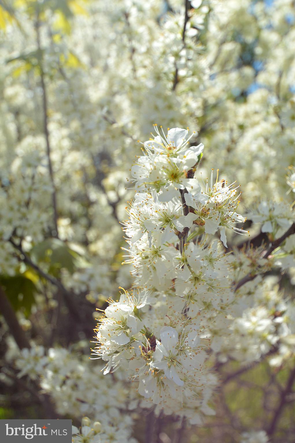 SLEEPY HILL - Residential