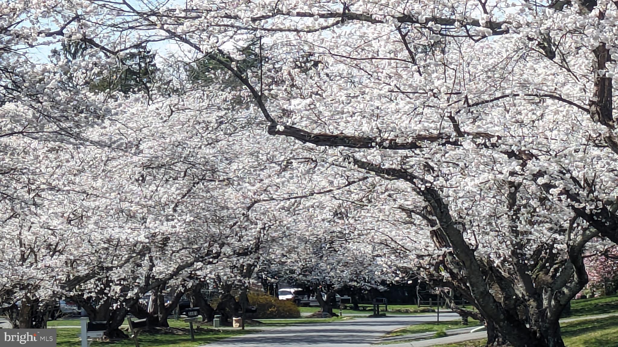 WILLIAMSBURG VILLAGE - Residential