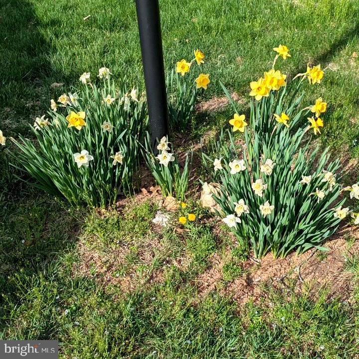 WILLIAMSBURG VILLAGE - Residential