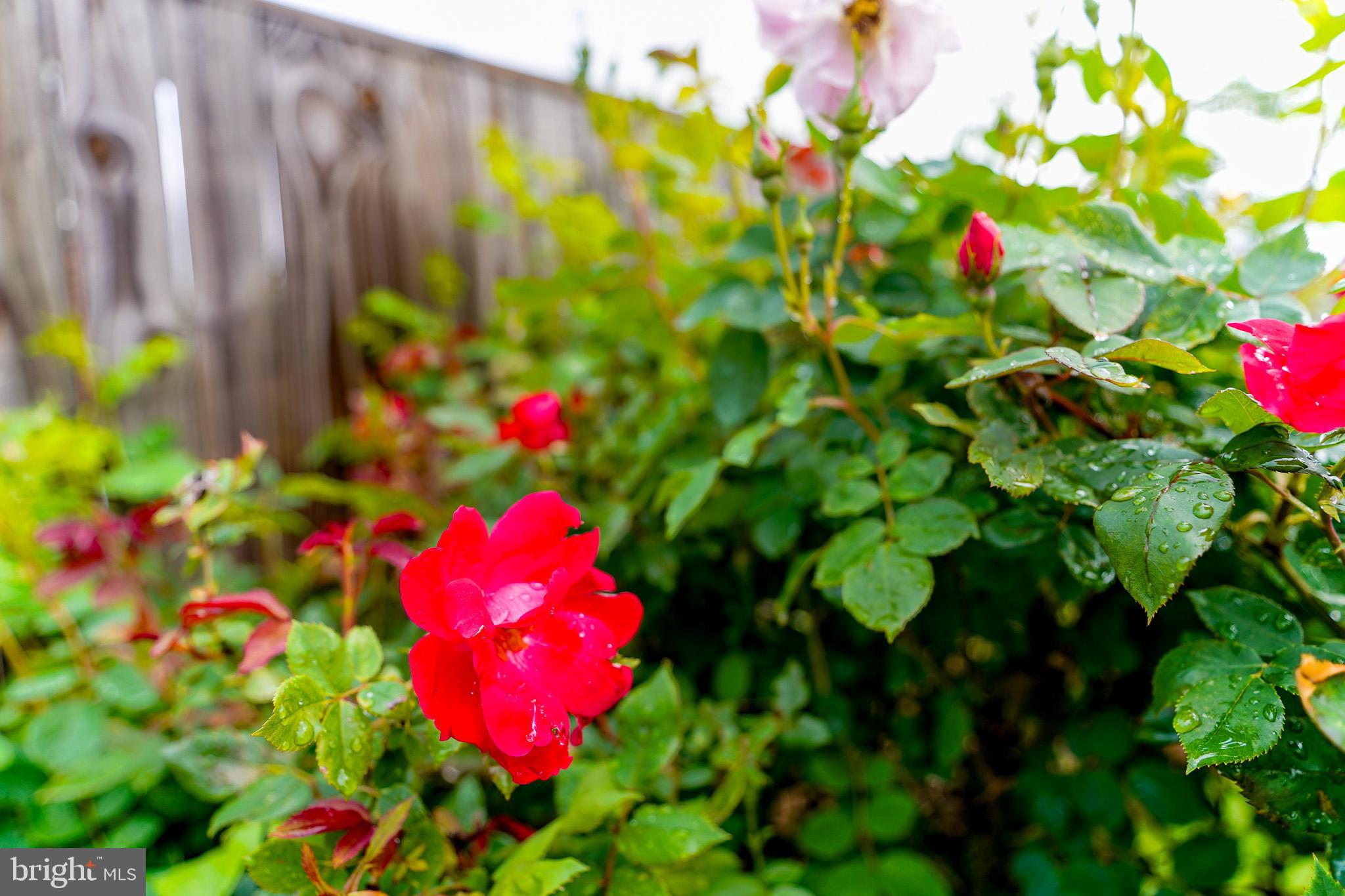 WHEATON WOODS - Residential