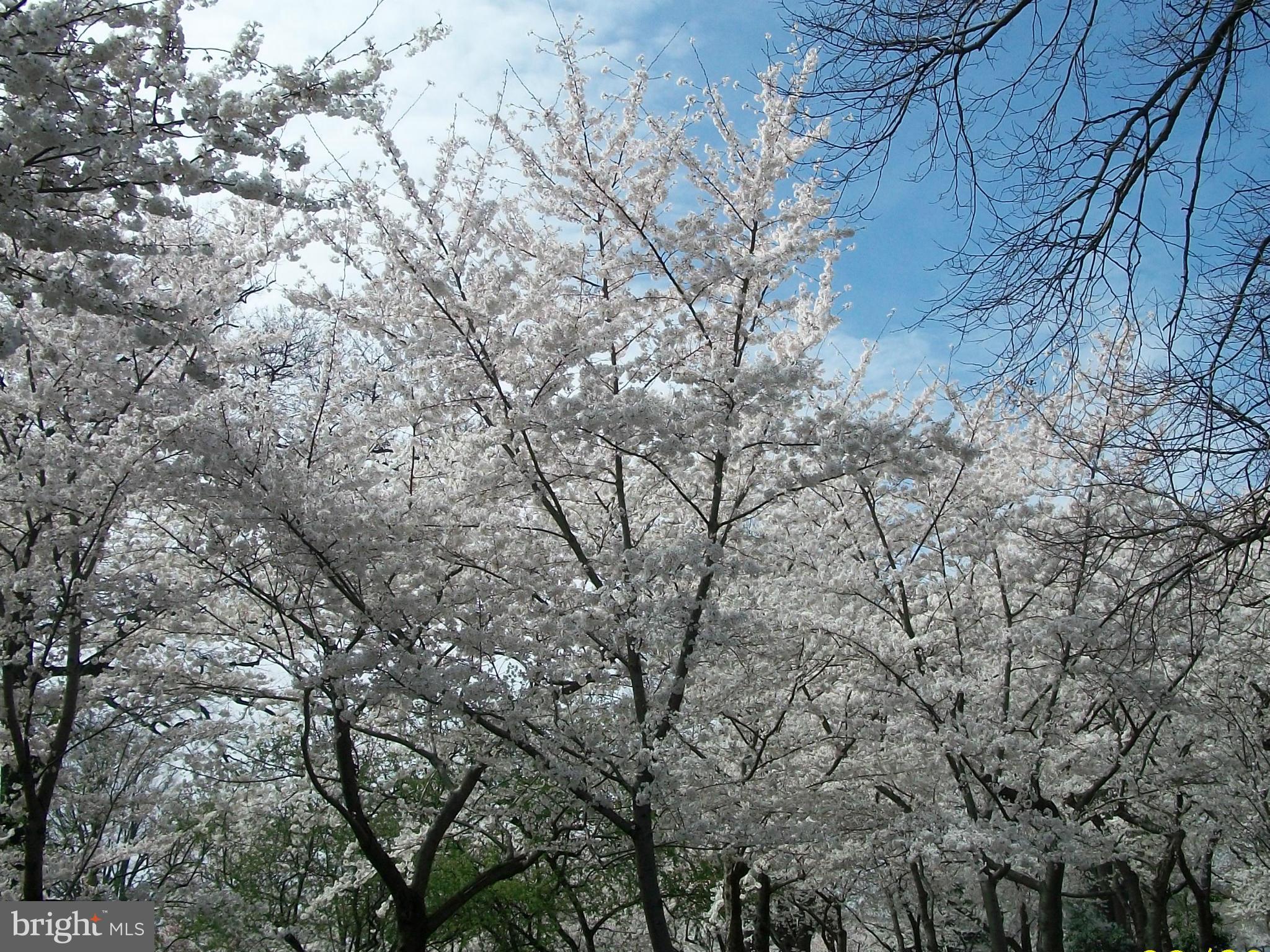 BALLS HILL - Residential
