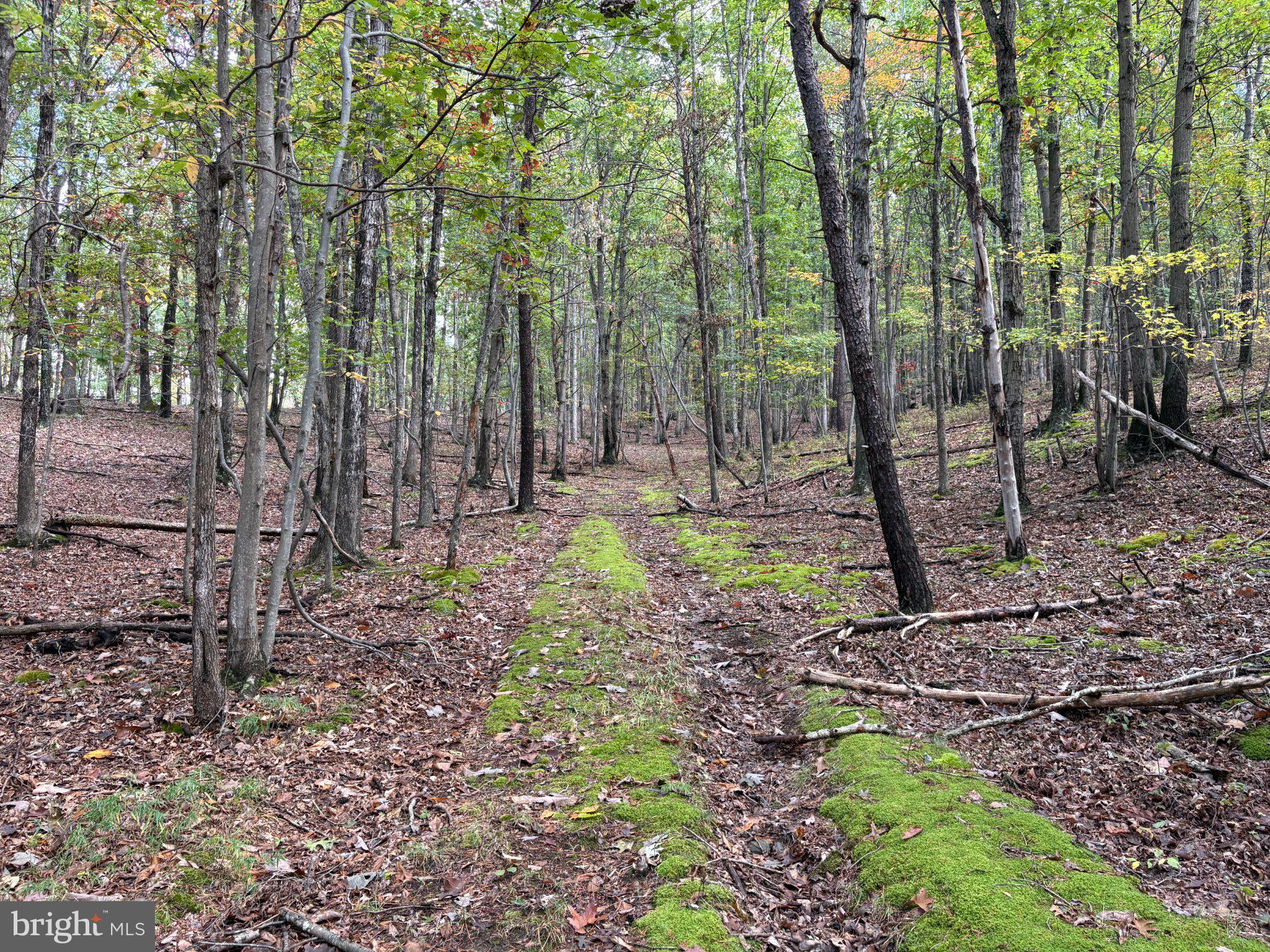 49.76 ACRES OFF DANS RUN ROAD