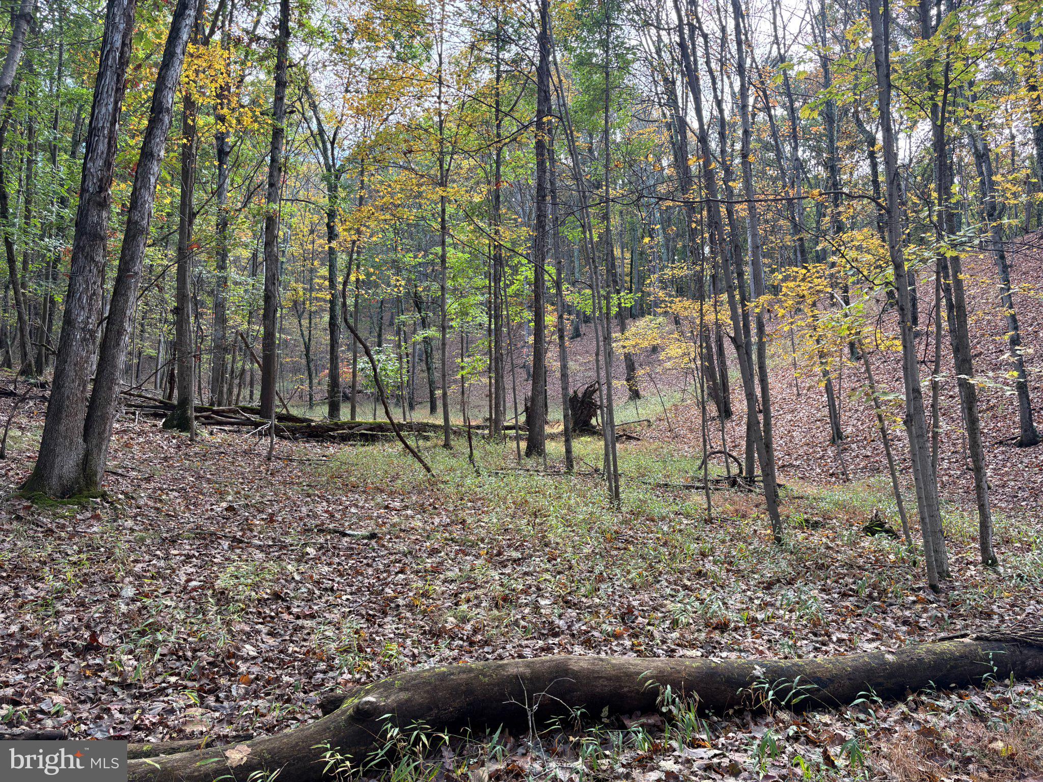 49.76 ACRES OFF DANS RUN ROAD