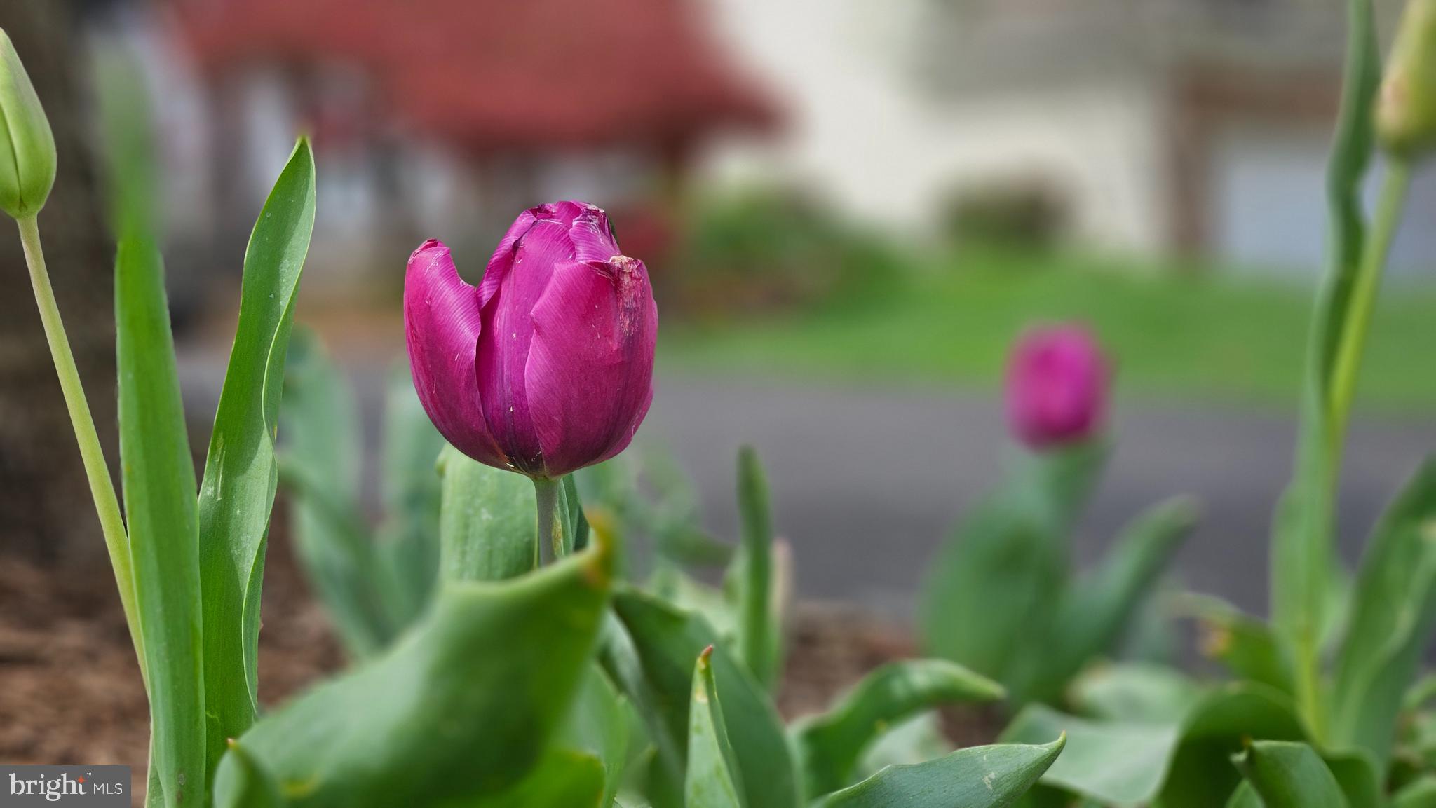 MAYFIELD TRACE - Residential