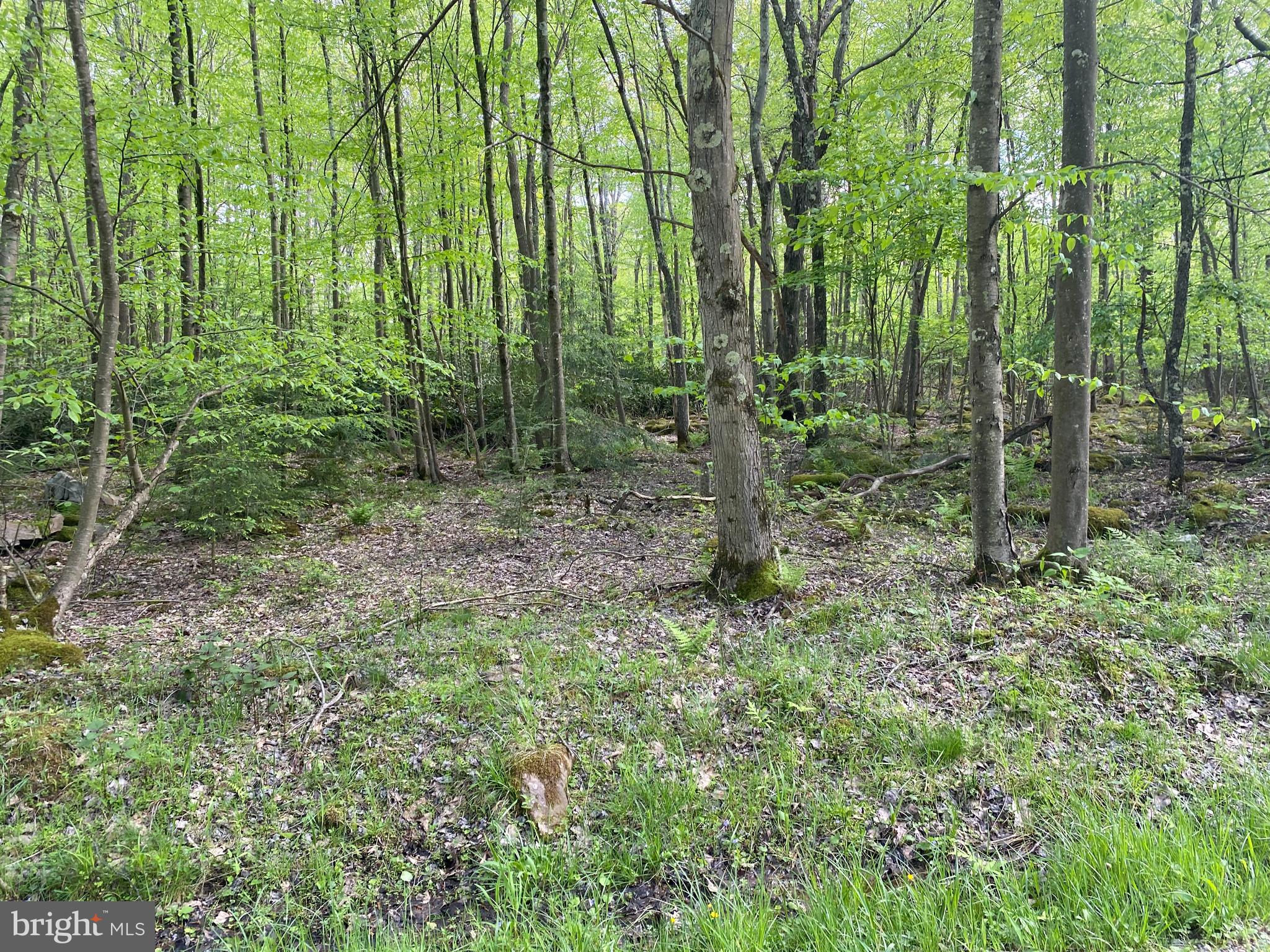 PINEY MOUNTAIN CORP - Land