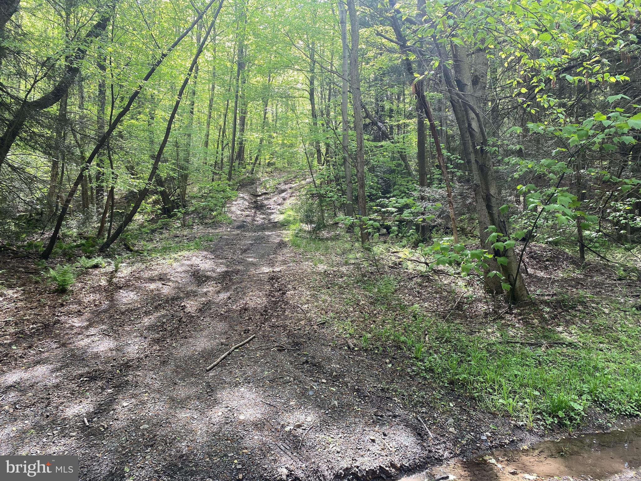 PINEY MOUNTAIN CORP - Land