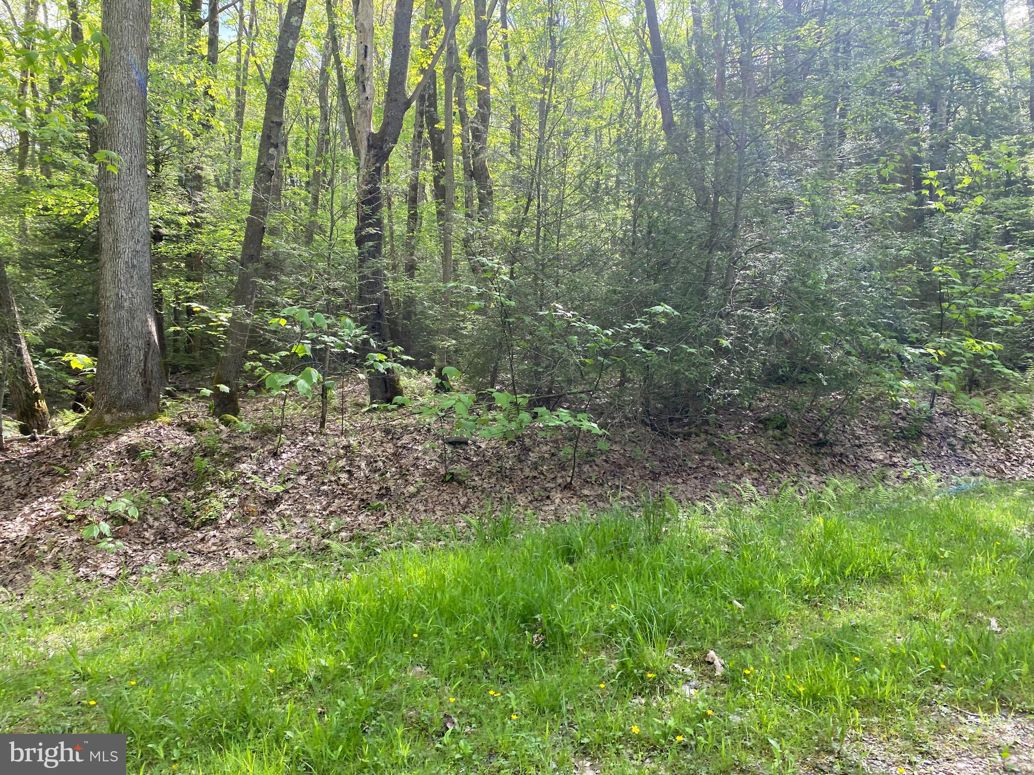 PINEY MOUNTAIN CORP - Land