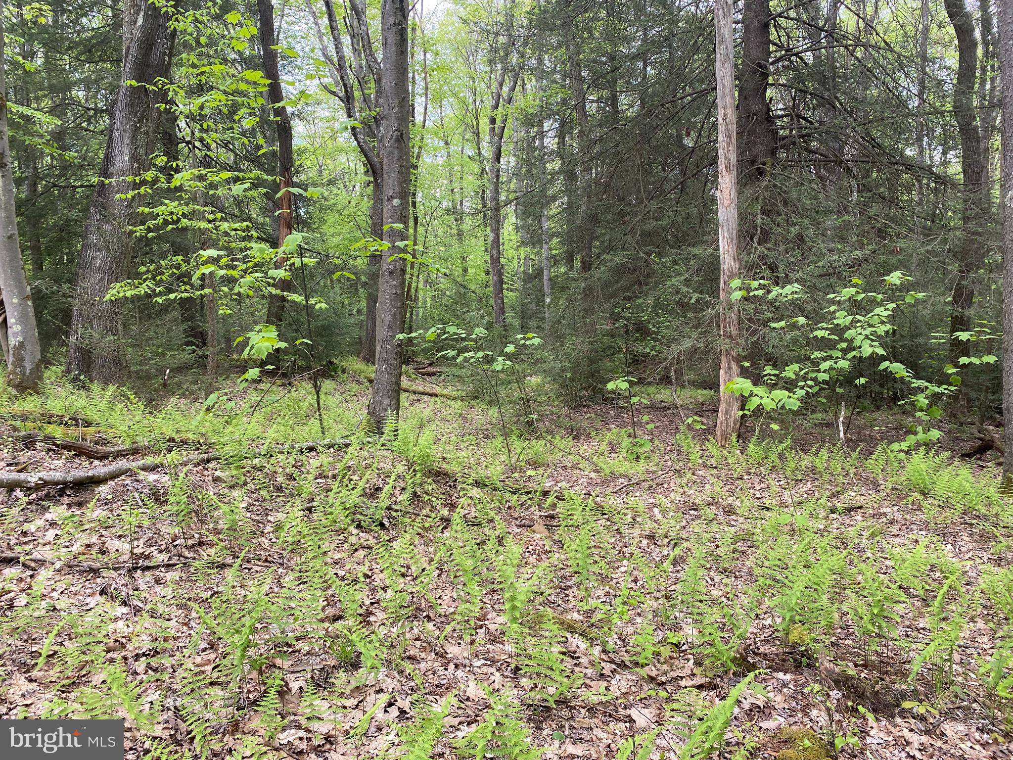 PINEY MOUNTAIN CORP - Land