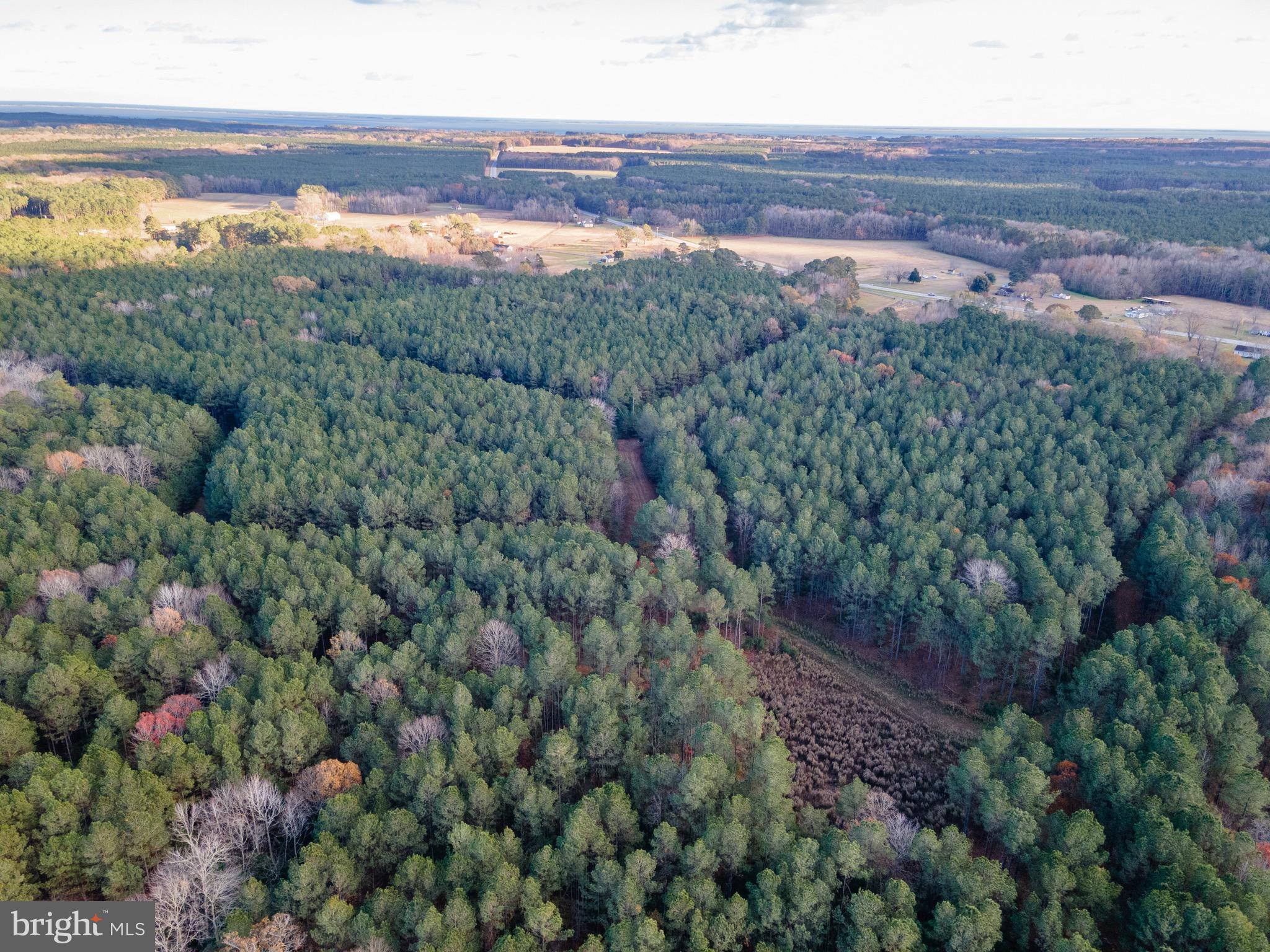 109 Most wooded acres with no conservation easements and an approved Homesite and SRA. Come right in and building on the land of privacy, or hunt the land for a while and enjoy all the wildlife. Located just minutes from the Public Landing Boat and ramp and Pocomoke River.