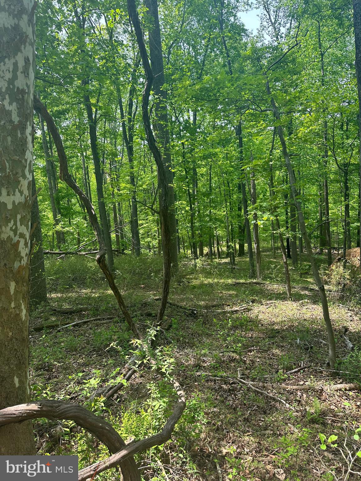 ROUSE MOUNTAIN - Land