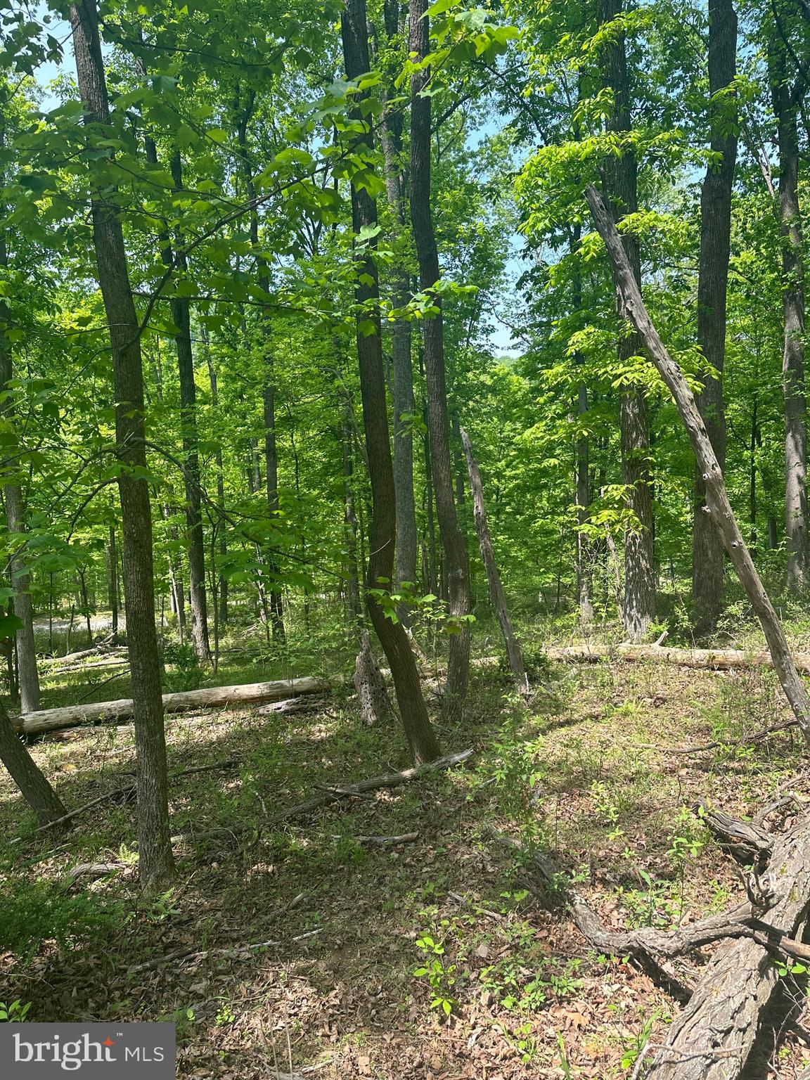 ROUSE MOUNTAIN - Land