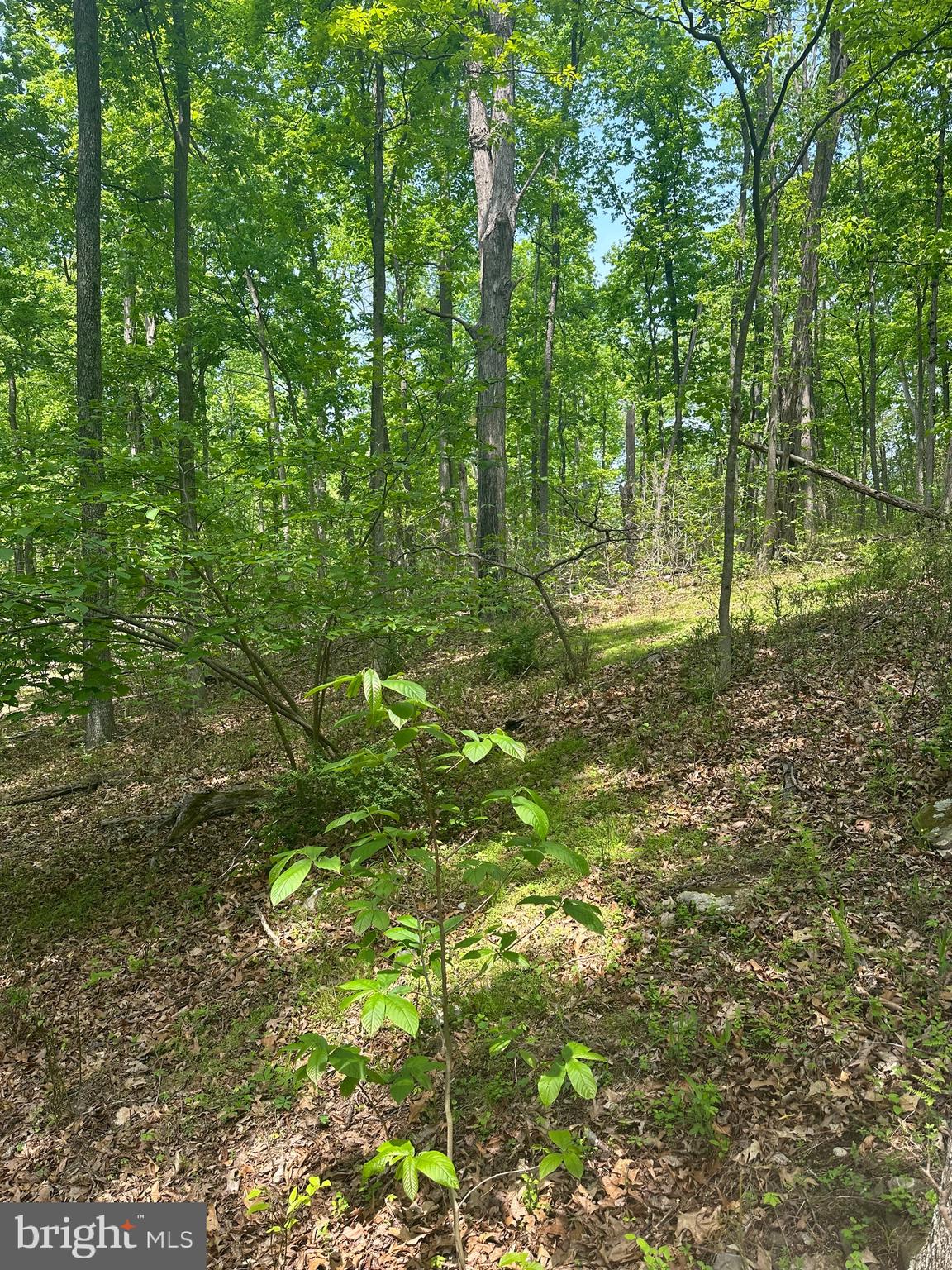 ROUSE MOUNTAIN - Land