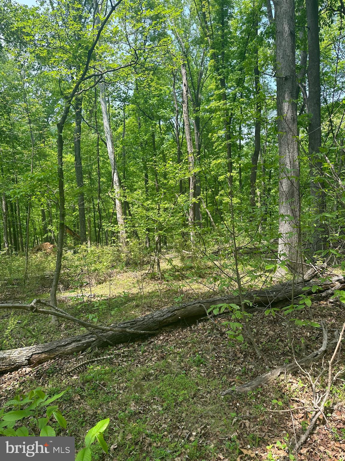 ROUSE MOUNTAIN - Land