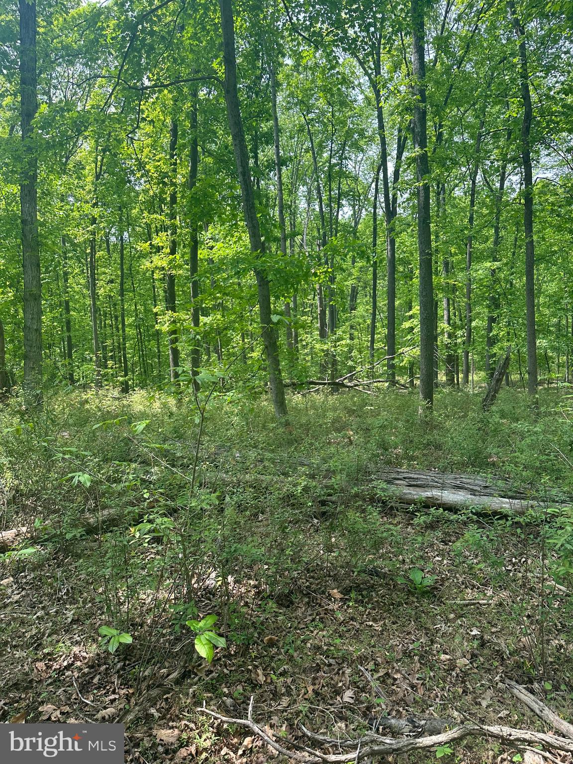 ROUSE MOUNTAIN - Land