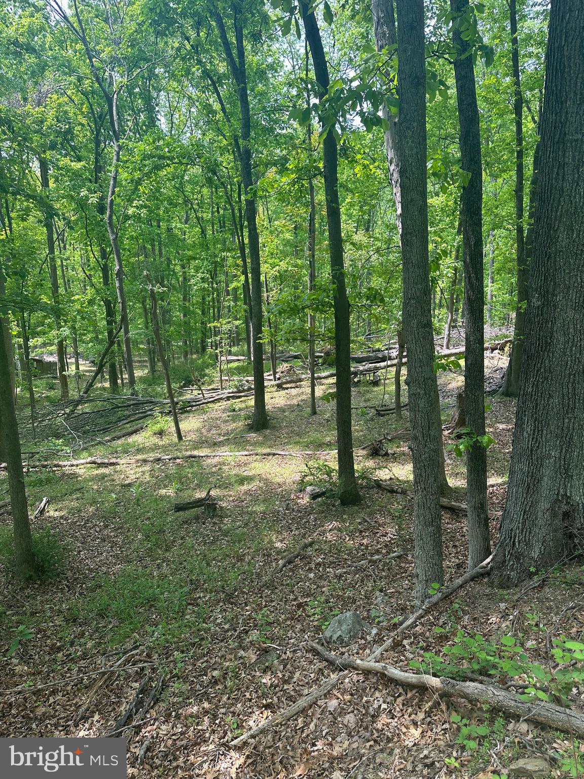 ROUSE MOUNTAIN - Land