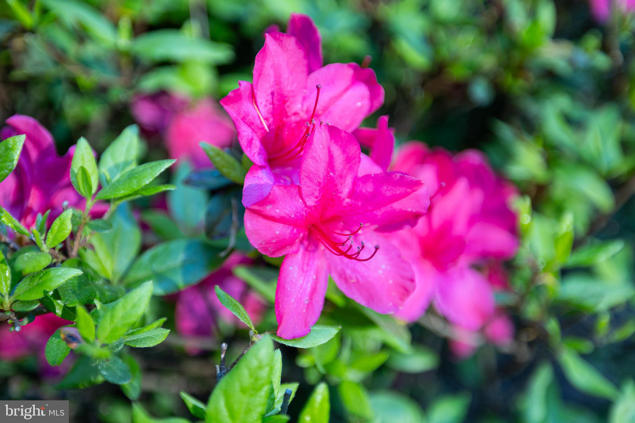 BEAR CASTLE - Residential