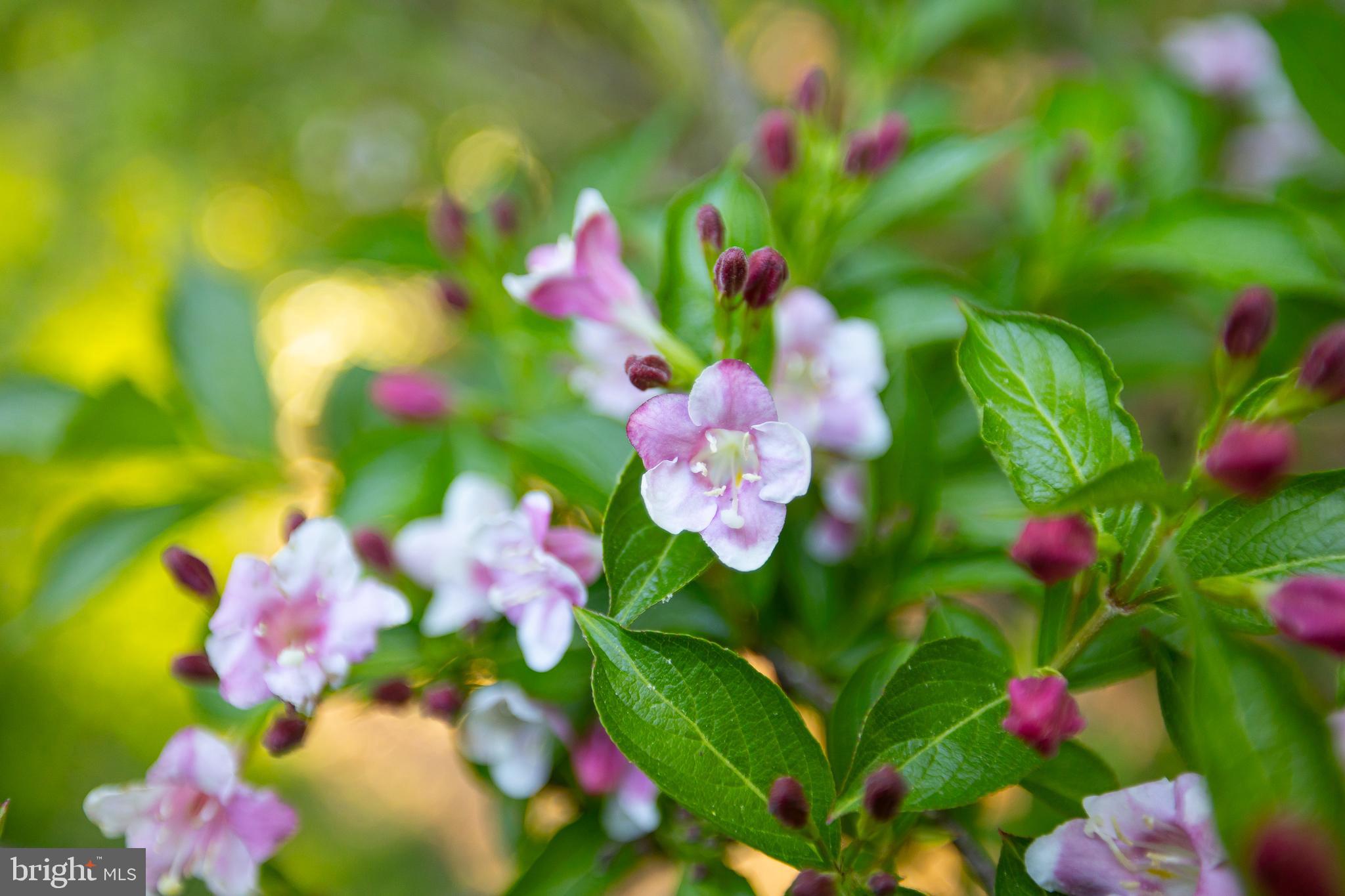 BEAR CASTLE - Residential