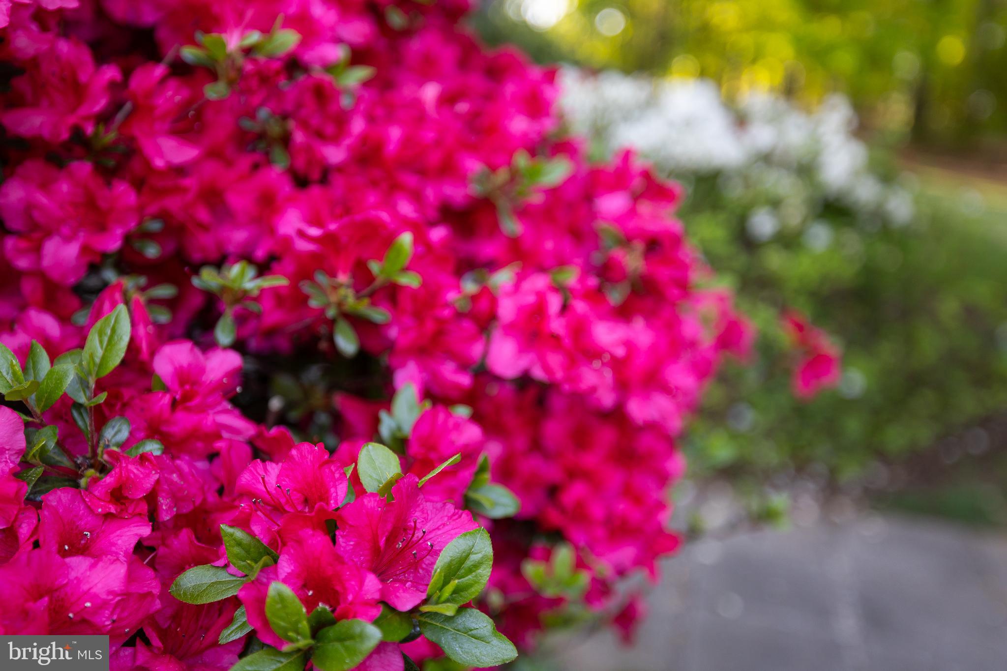 BEAR CASTLE - Residential