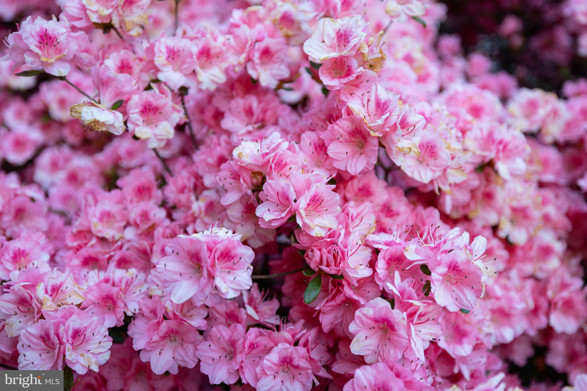 BEAR CASTLE - Residential