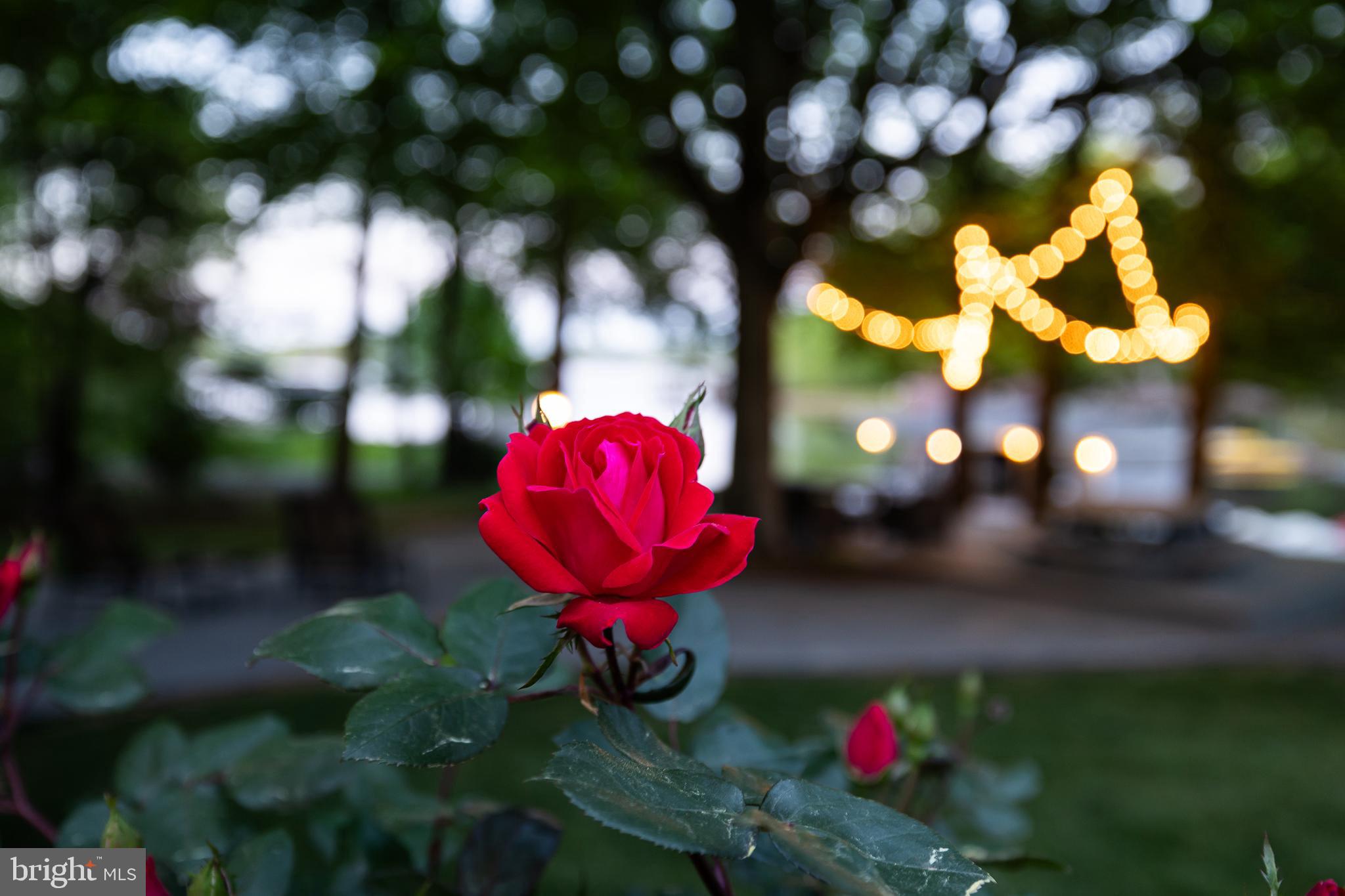 BEAR CASTLE - Residential